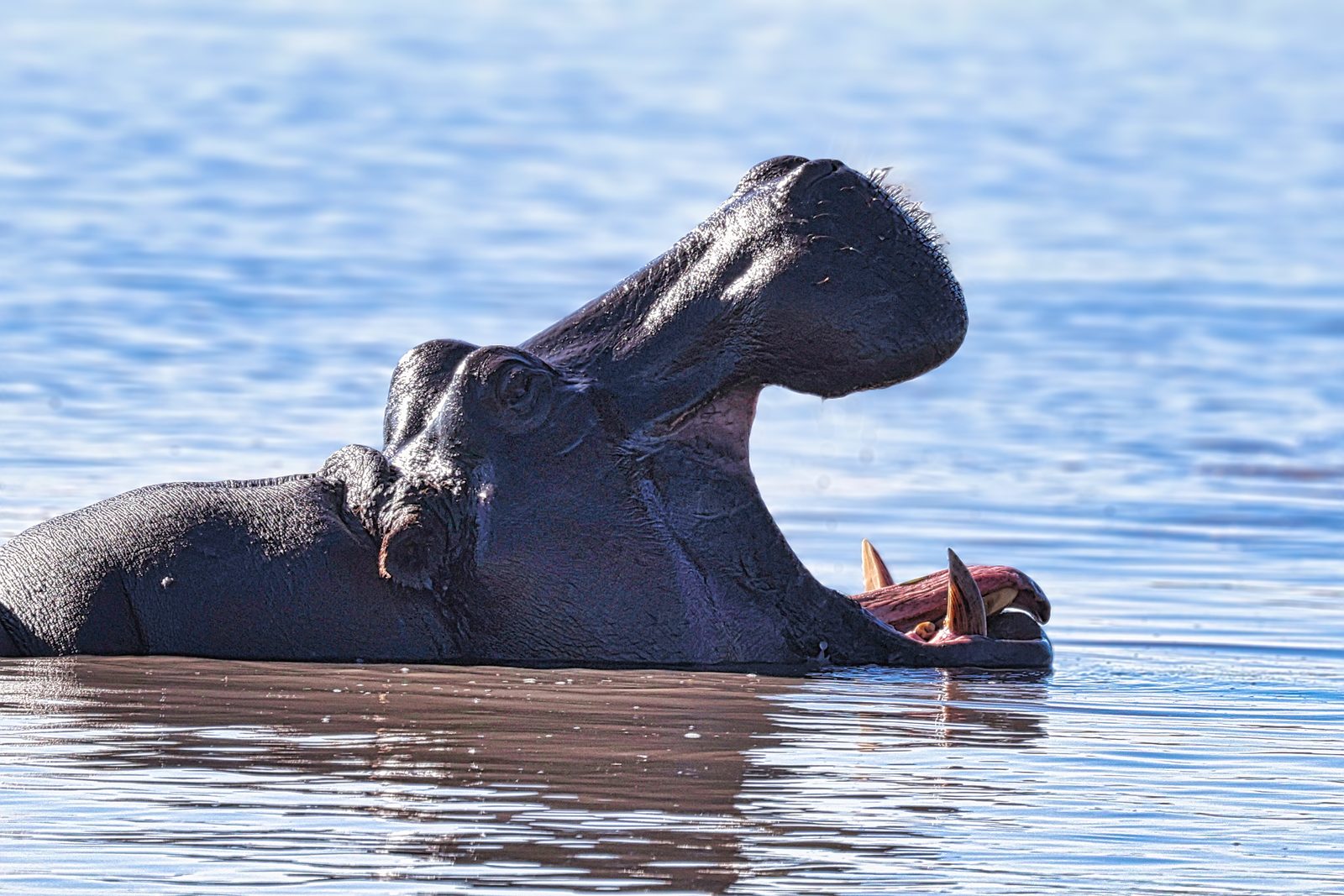 Hippo, single wide gape, Botswana