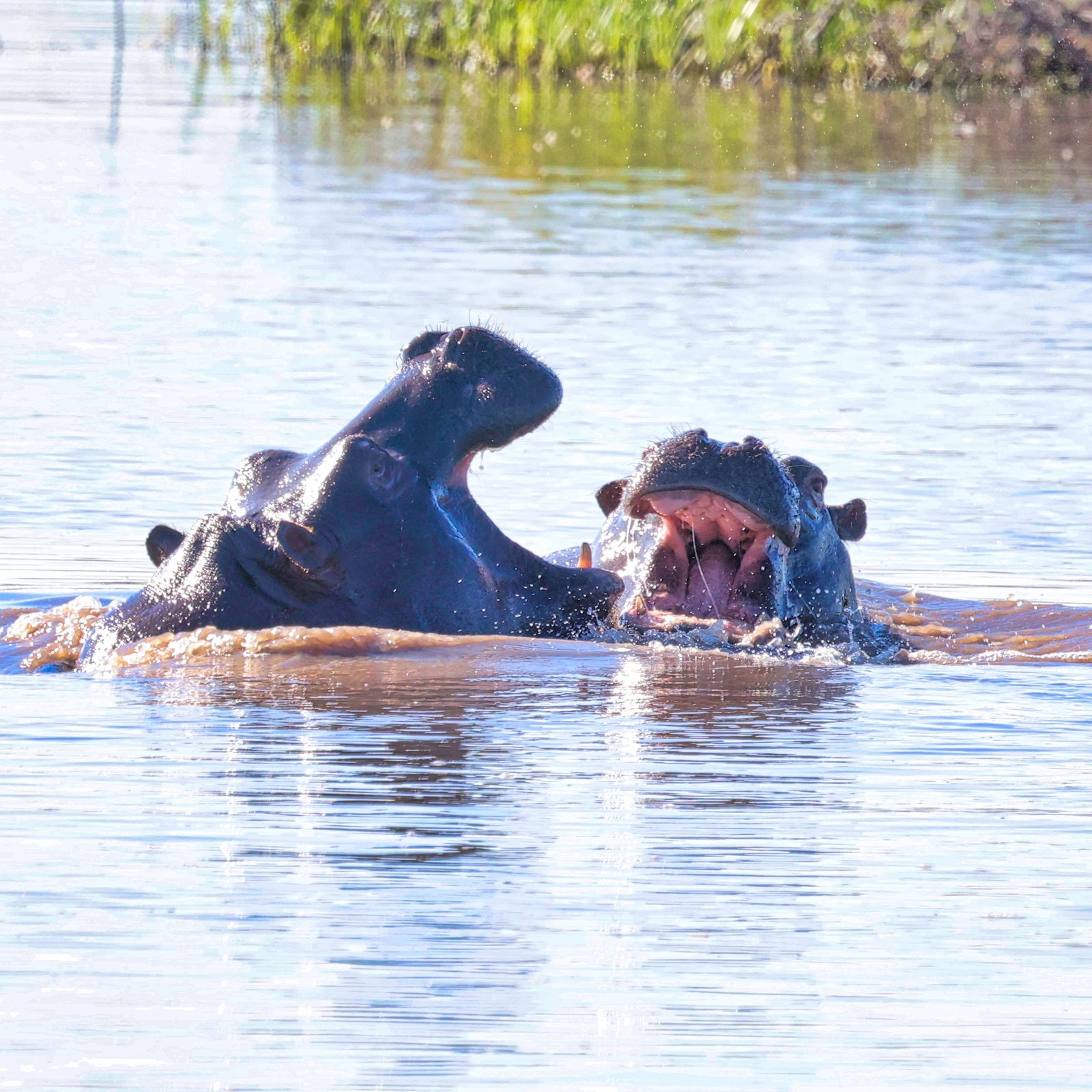 Hippos, jaws clashing, Botswana