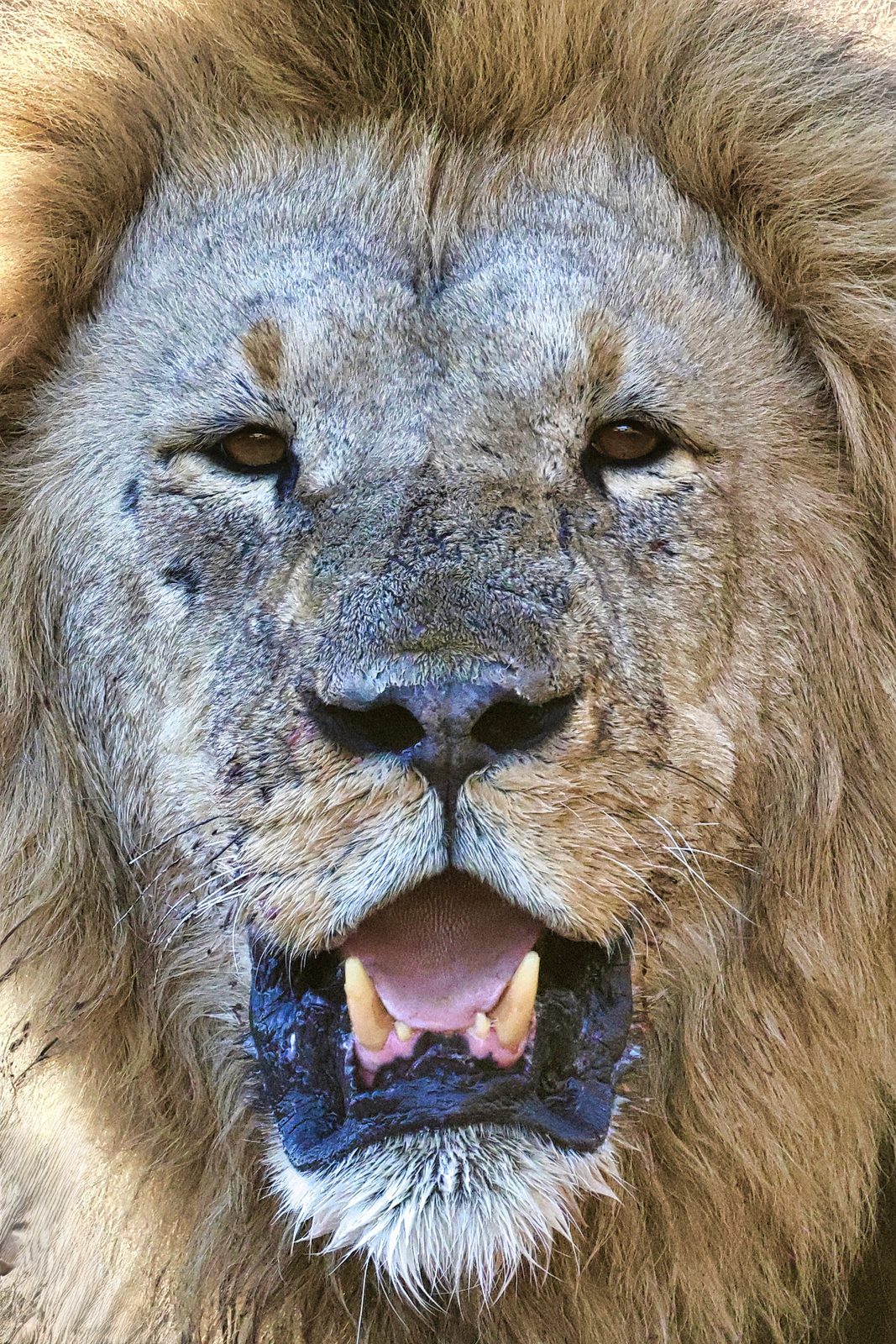 Lion, full-frame roar, Botswana