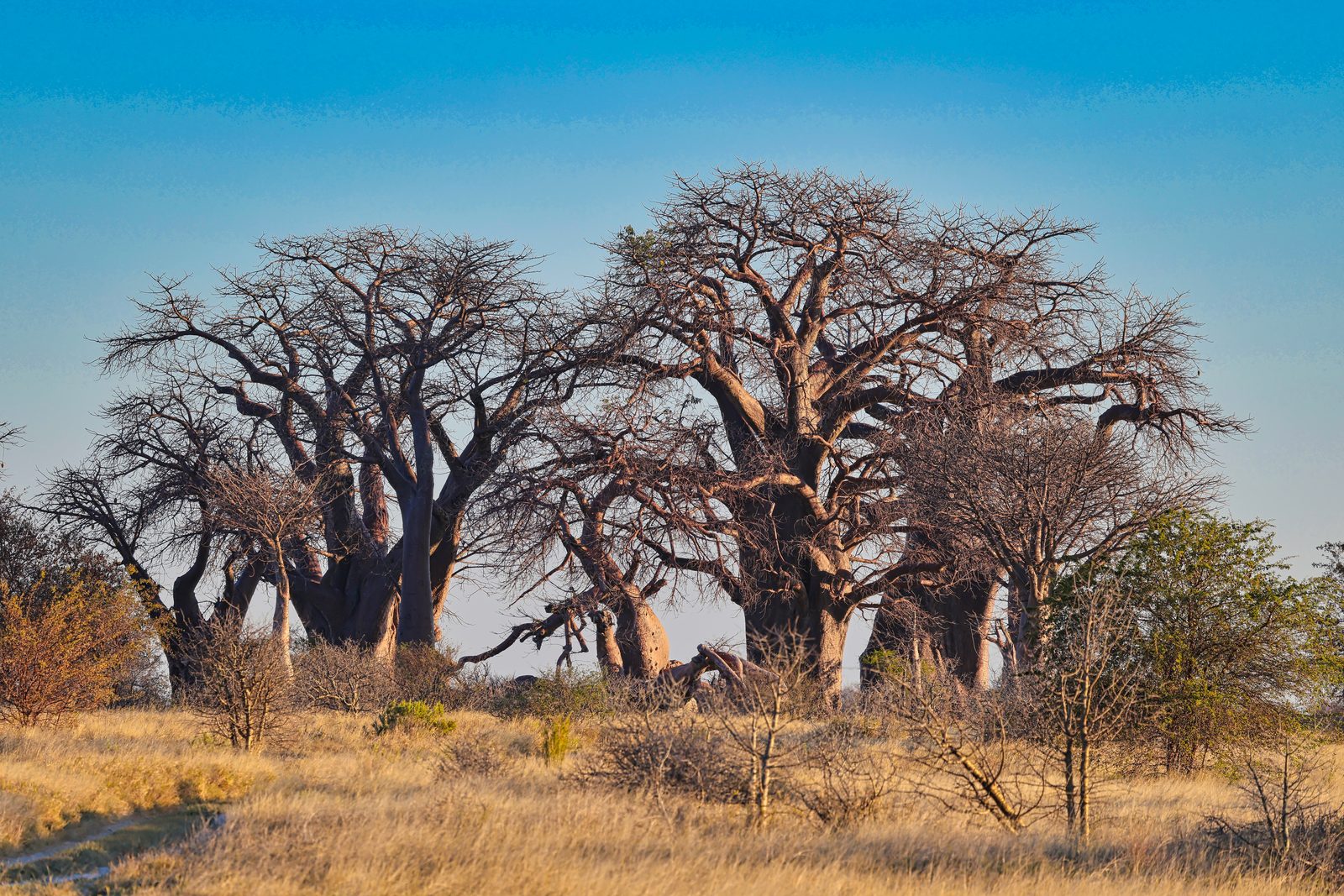 Baines Baobabs, Nxai Pan, Botswana