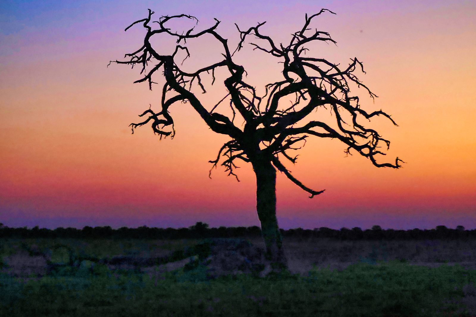 Dead tree silhouette at dusk, reflected in water, Botswana