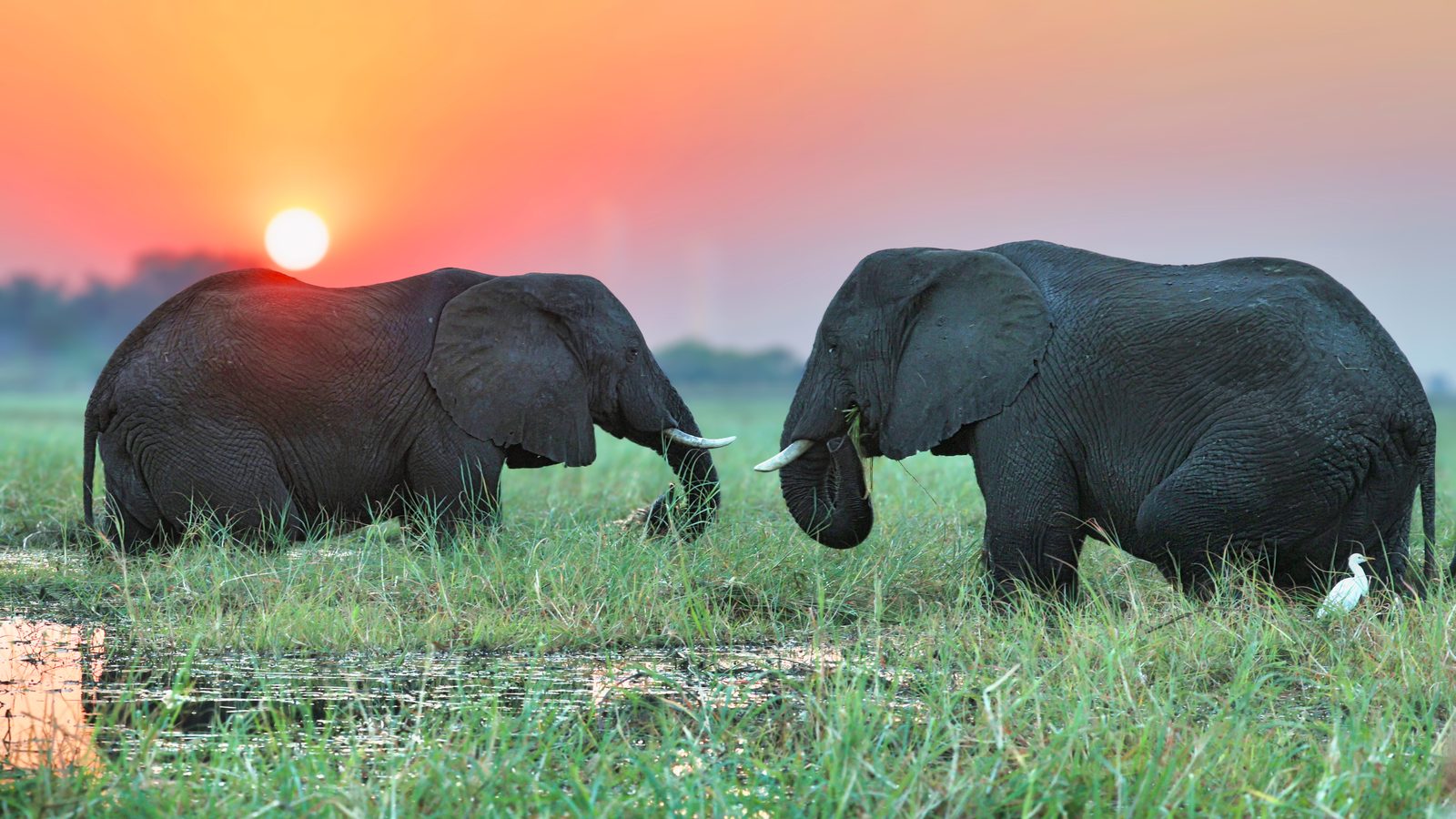 Two elephants facing each other at sunset, Botswana
