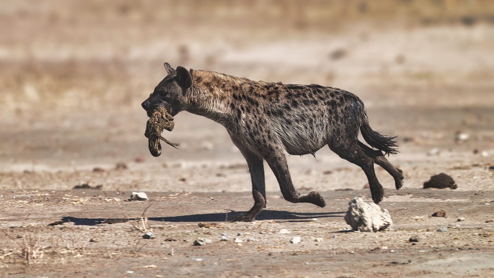 Hyena carrying prey, Botswana