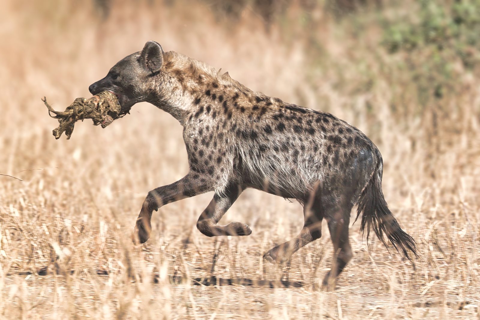 Spotted hyena running with prey, second frame, Botswana