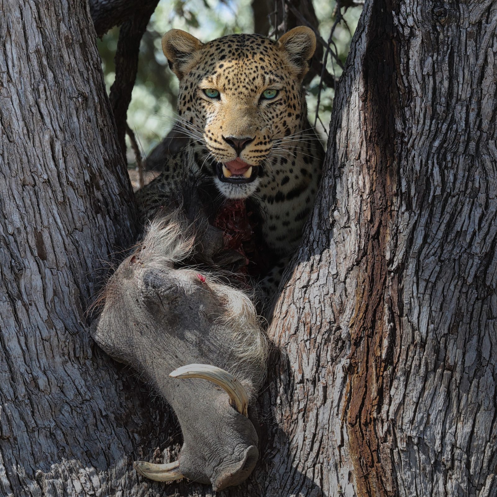 Leopard feeding, direct gaze, Botswana