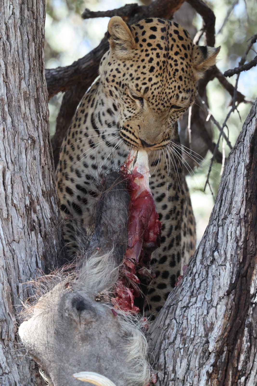 Leopard tearing into warthog carcass, Botswana