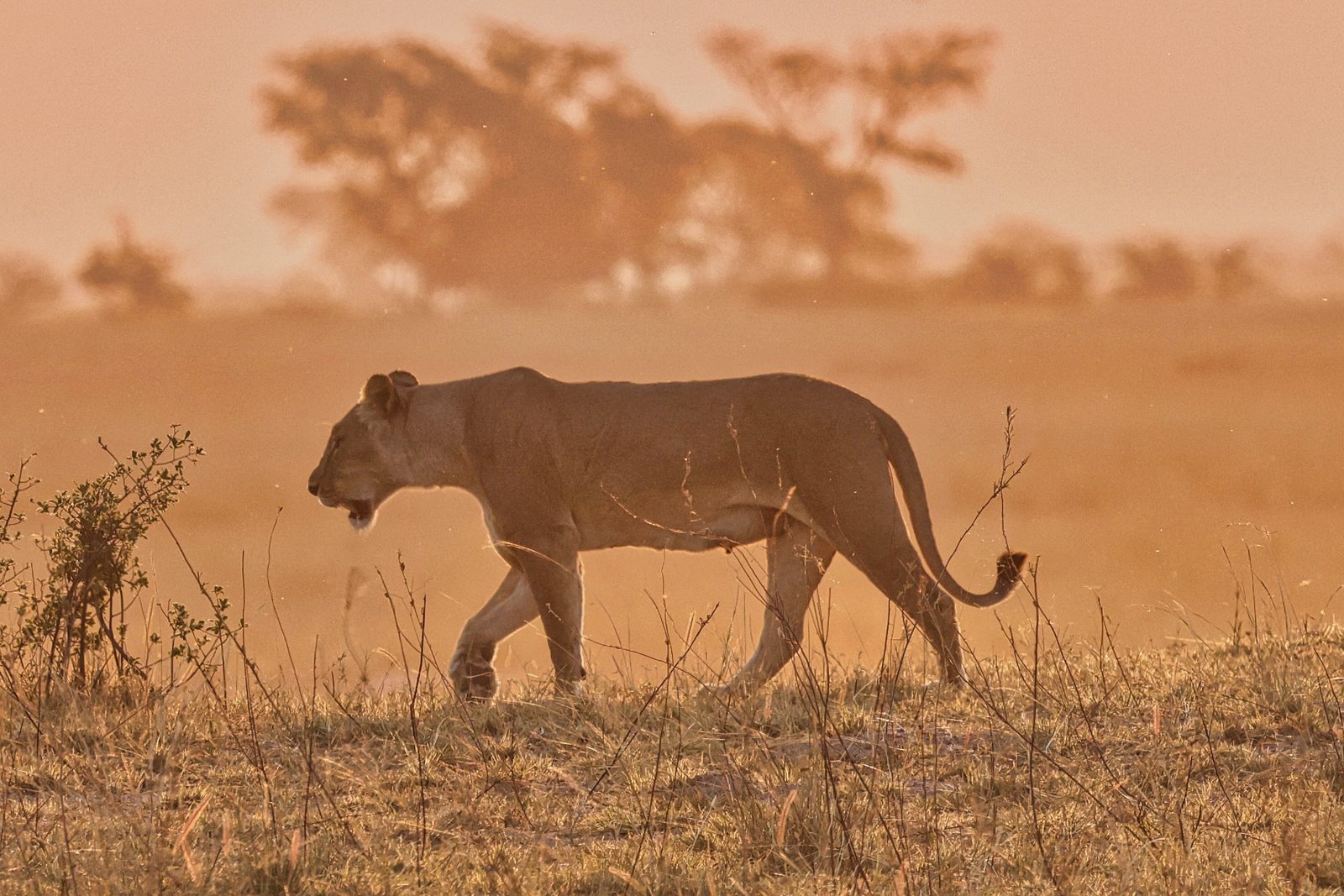 Lioness walking through golden dust light, Botswana