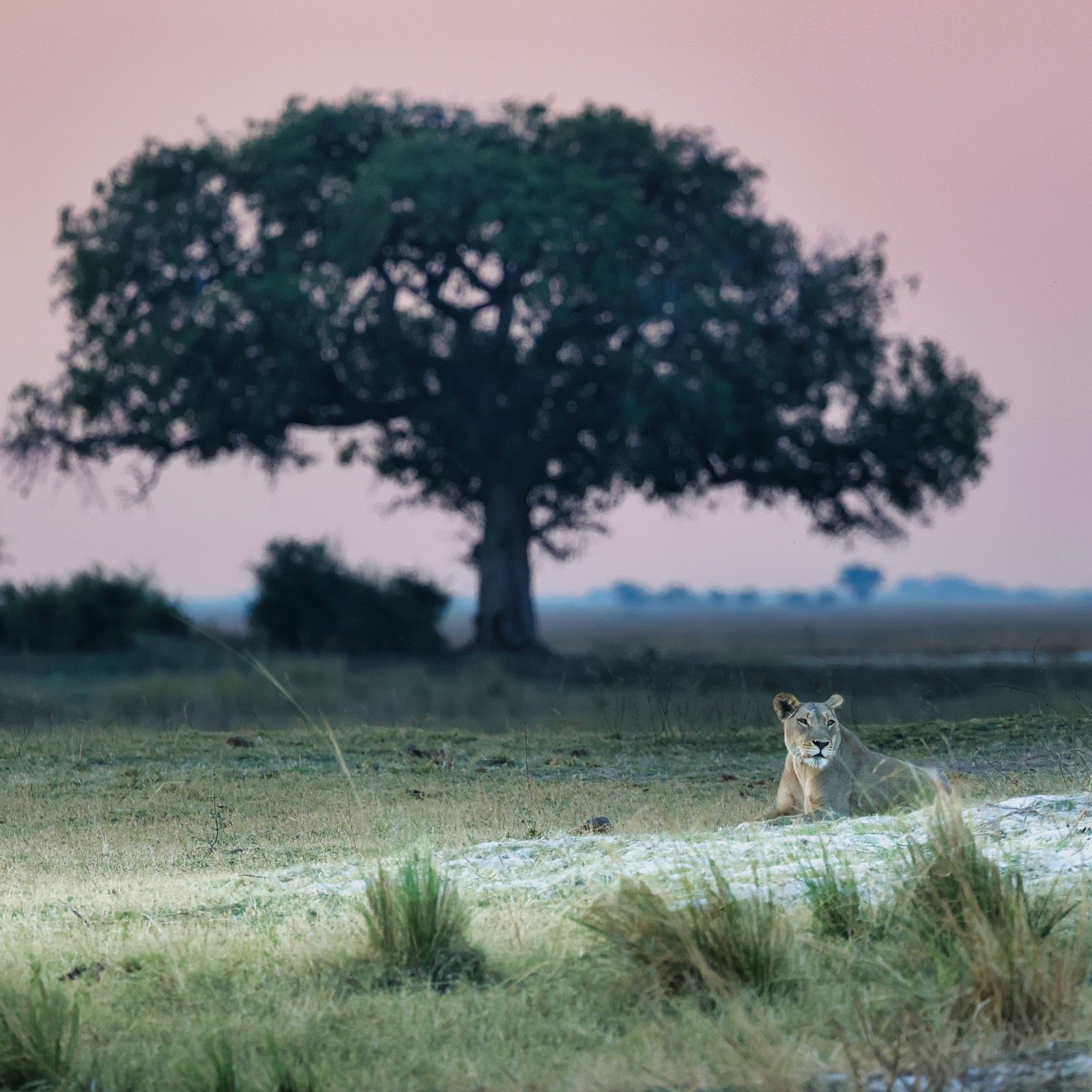 Lioness resting under a tree at dusk, Botswana