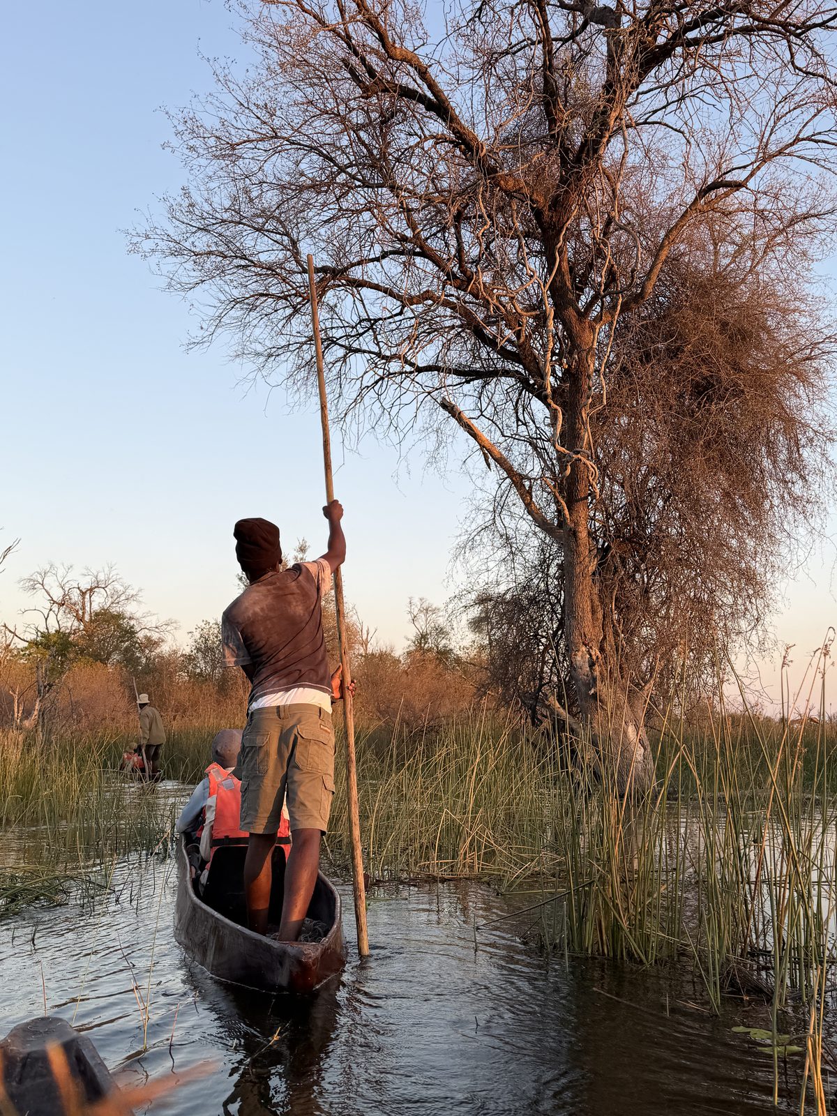 Mekoro poler, reed channels, Okavango Delta, Botswana