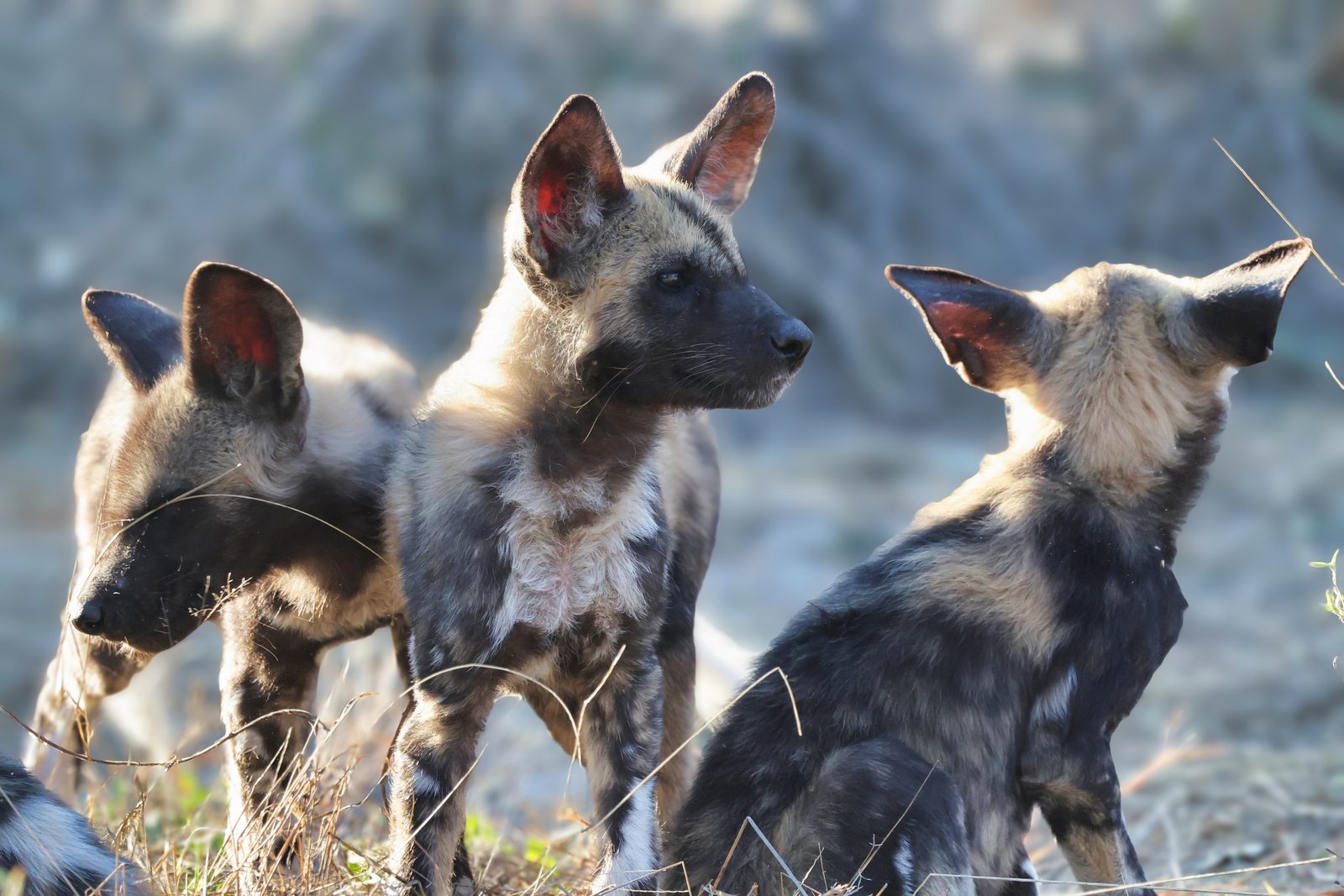 Wild dog trio, resting watch, Mababe, Botswana