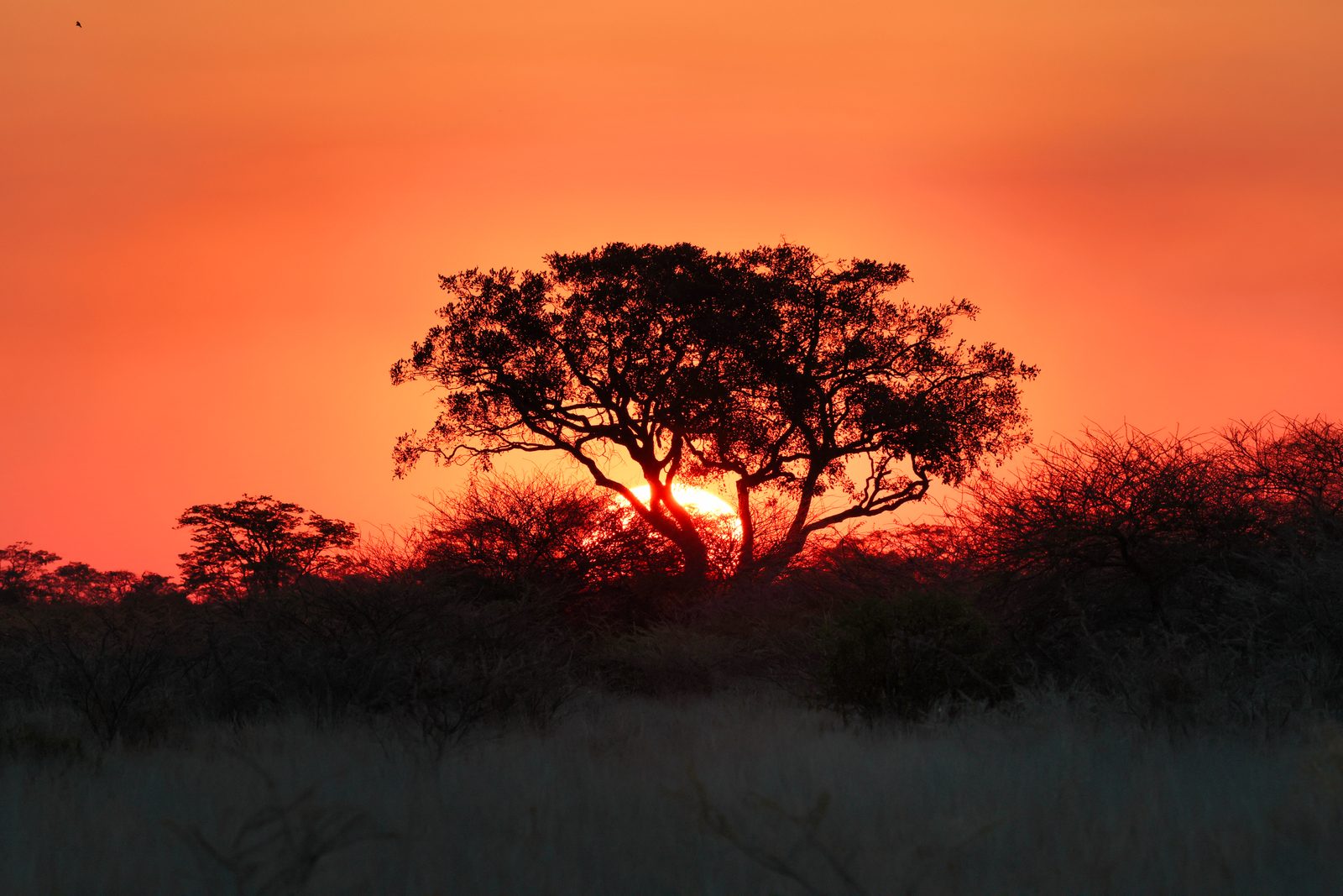 Lone acacia tree, sunset silhouette, Botswana