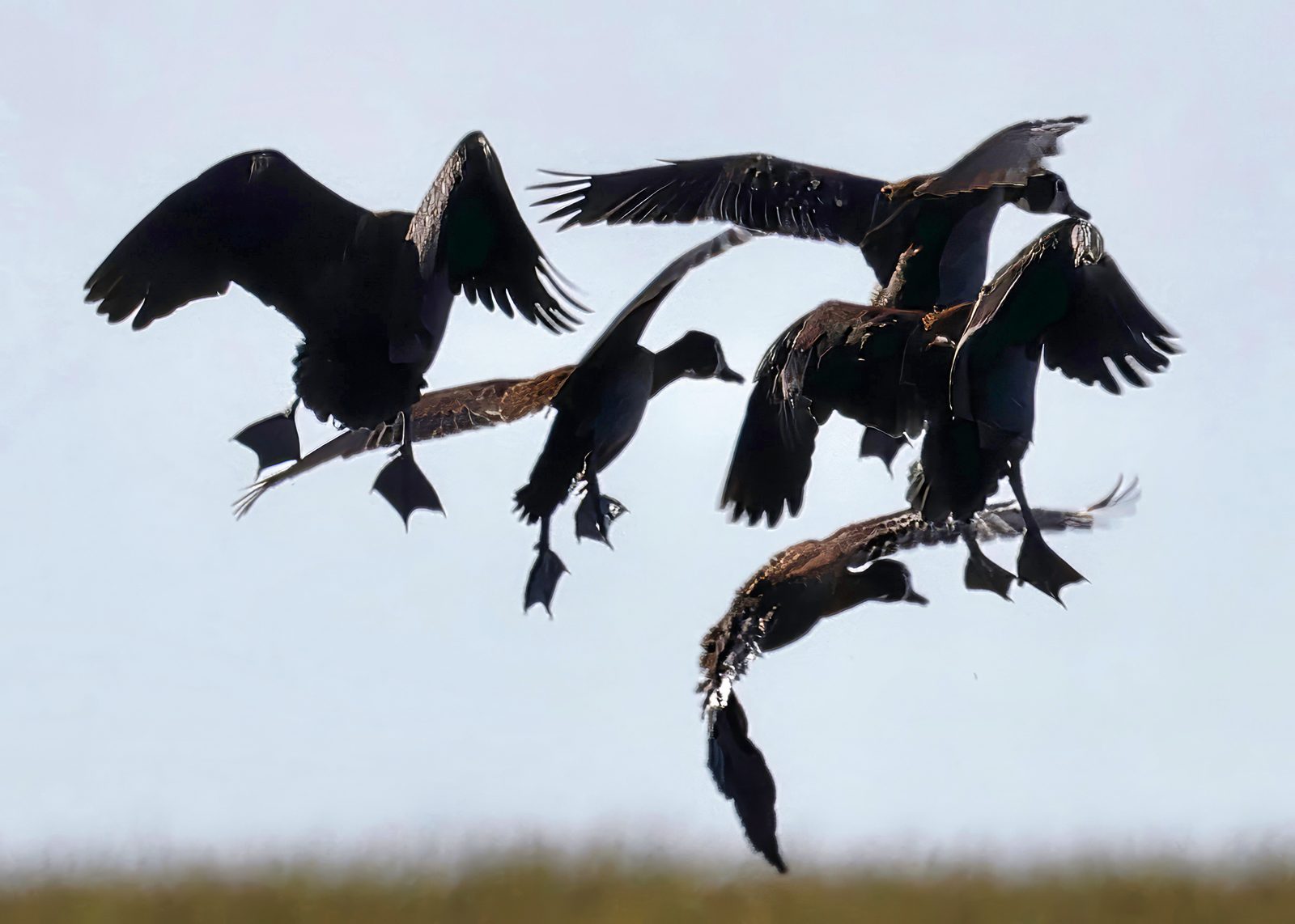 Waterfowl flock, silhouetted in flight, Botswana