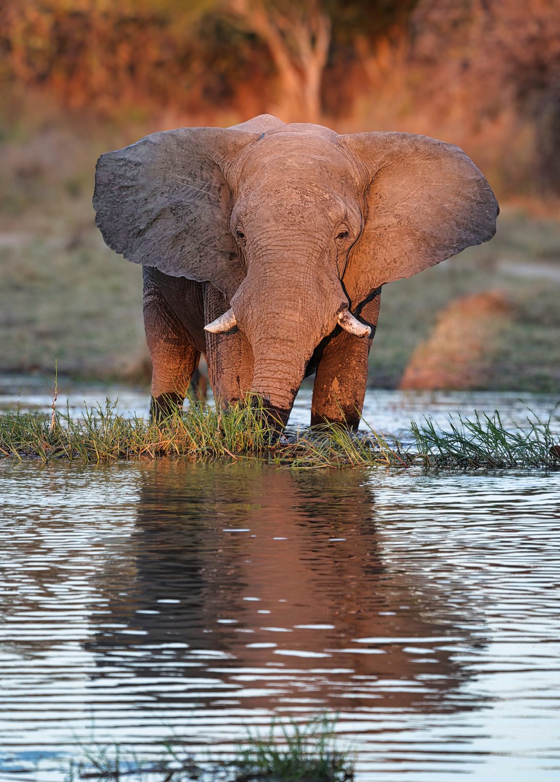 Elephant frontal at waterhole, reflection, Botswana