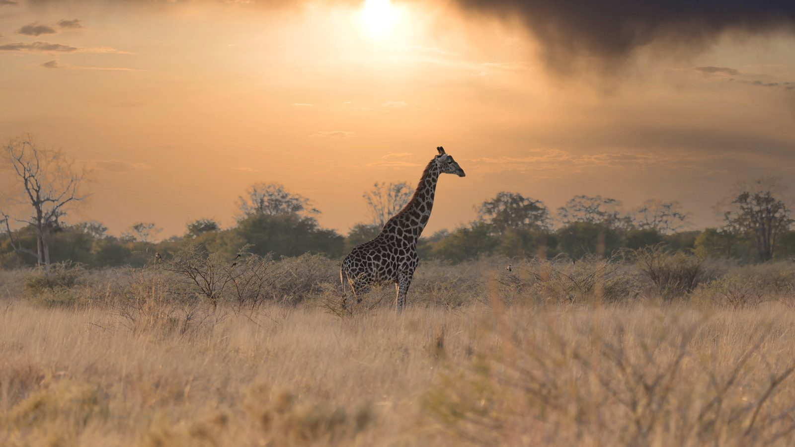 Giraffe at dusk, silhouette against a stormlit sky, Botswana