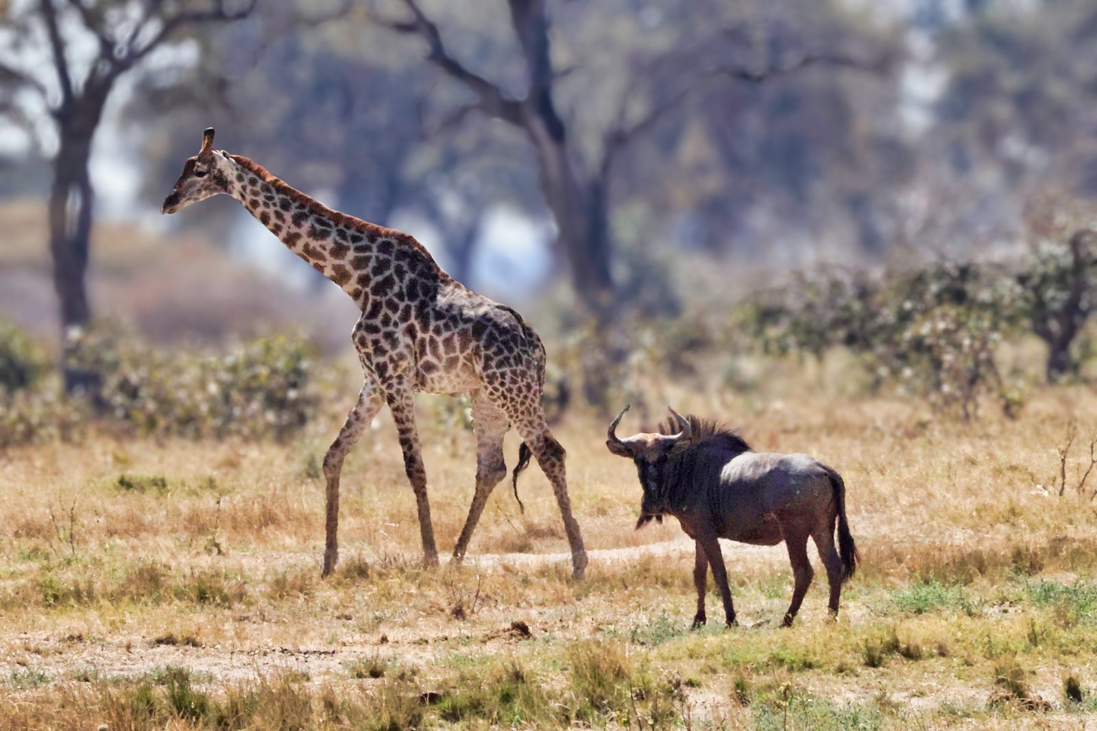 Giraffe and wildebeest, shared grassland, Botswana