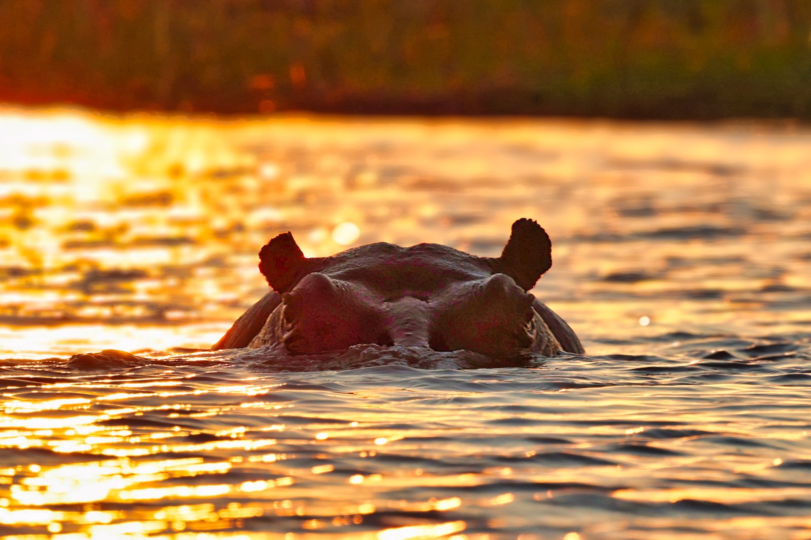 Hippo at sunset, backlit in golden water, Botswana