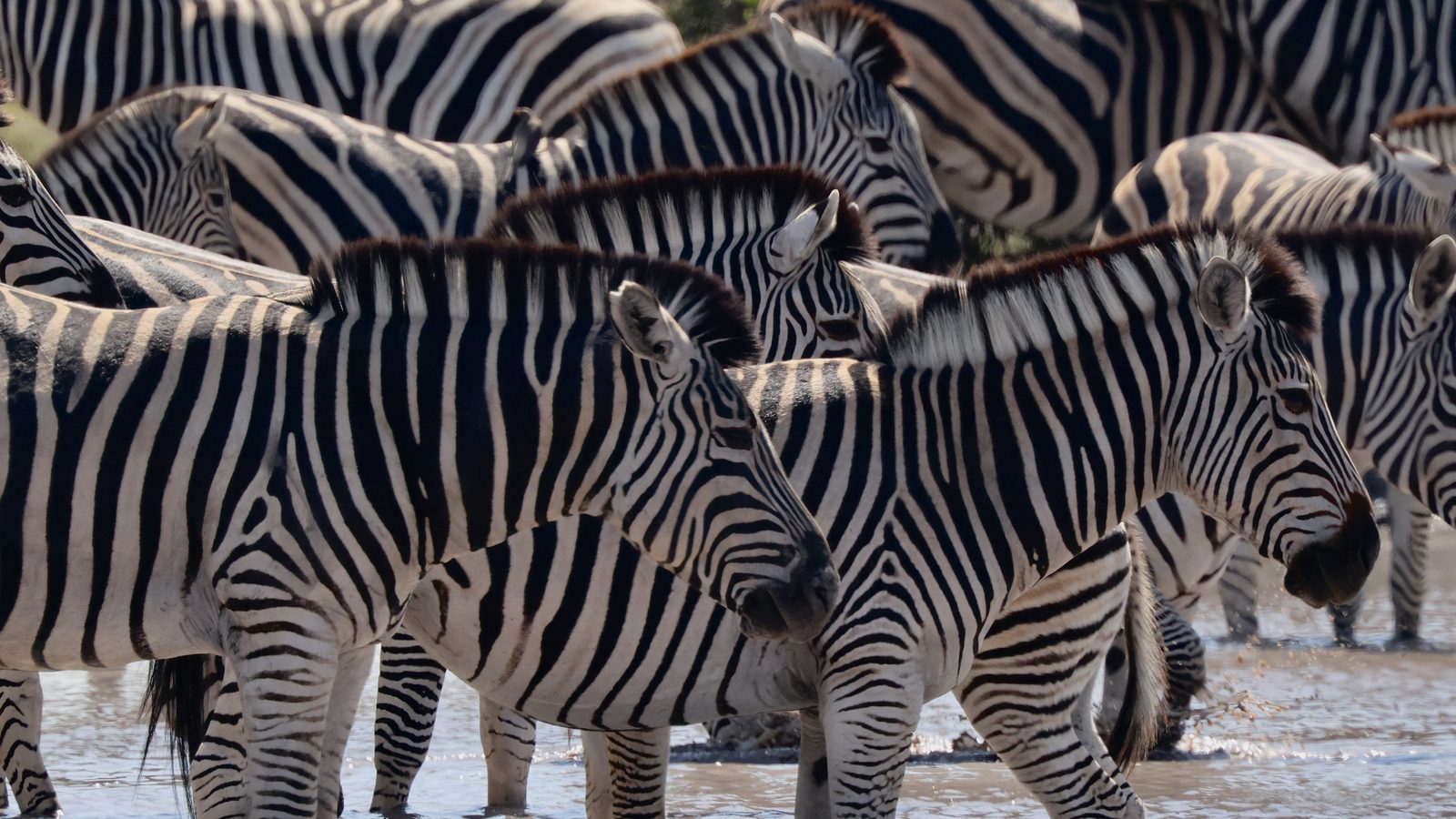 Zebra huddle, tight crop, stripe pattern, Botswana