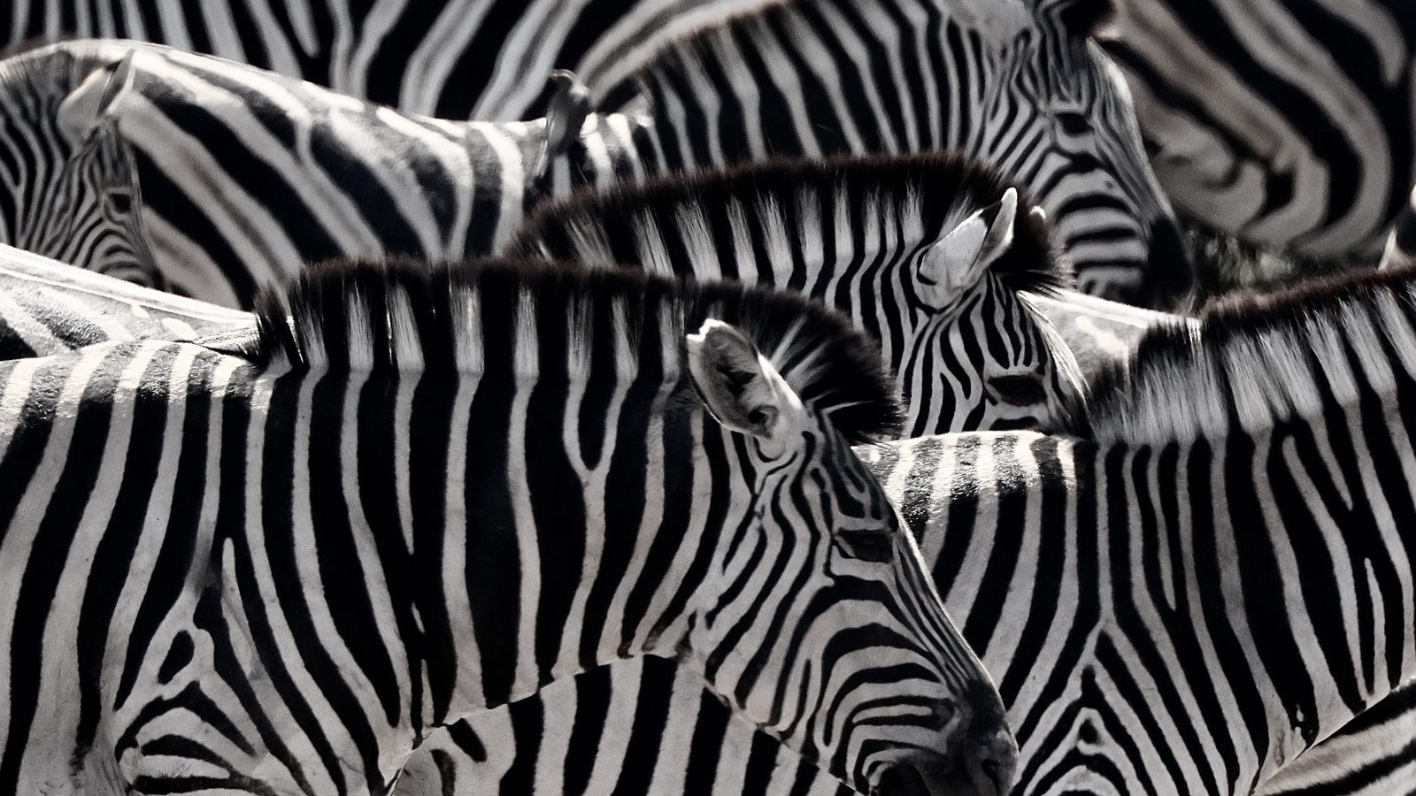 Zebra stripes, abstract close pattern, Botswana
