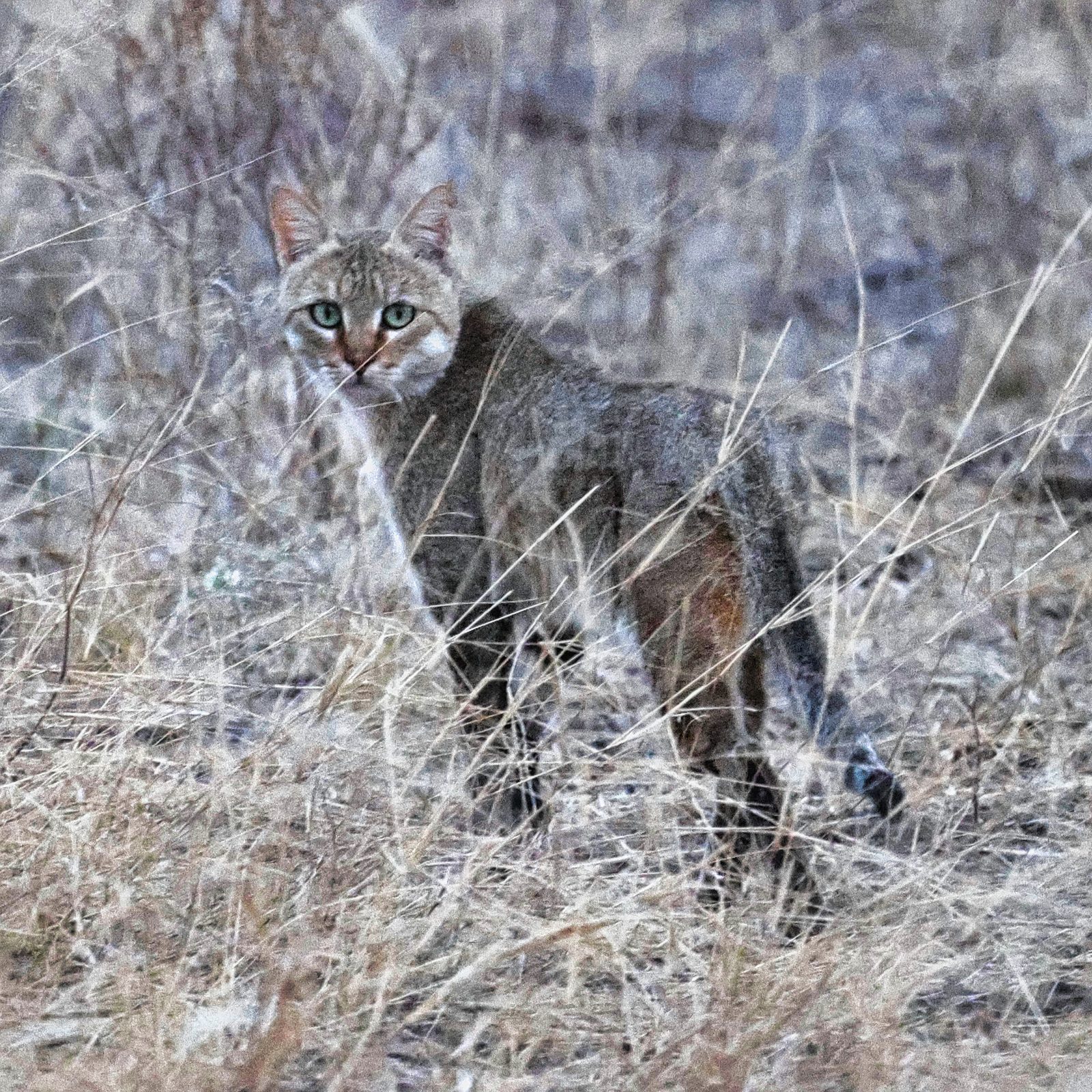 African wildcat in grass, Botswana