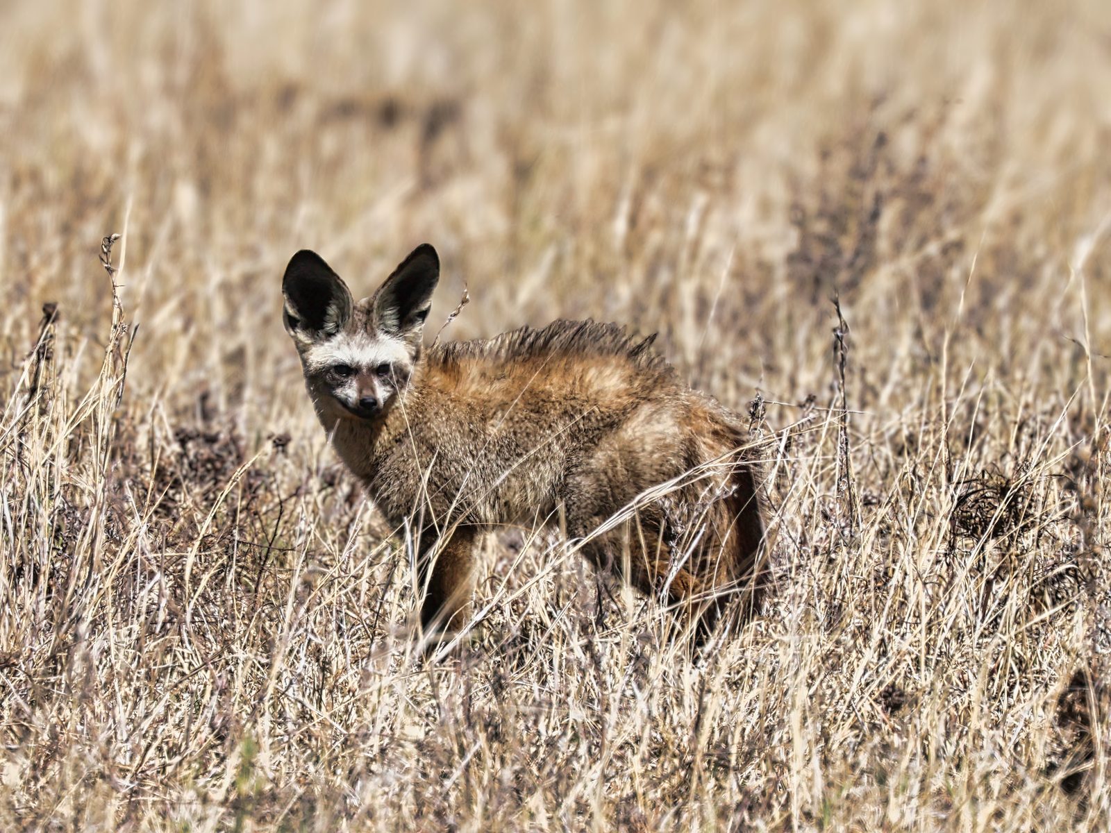 Bat-eared fox, Botswana