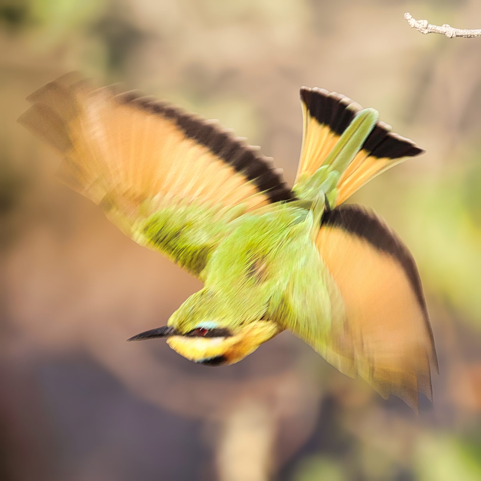 Bee-eater, wings in motion blur, Botswana