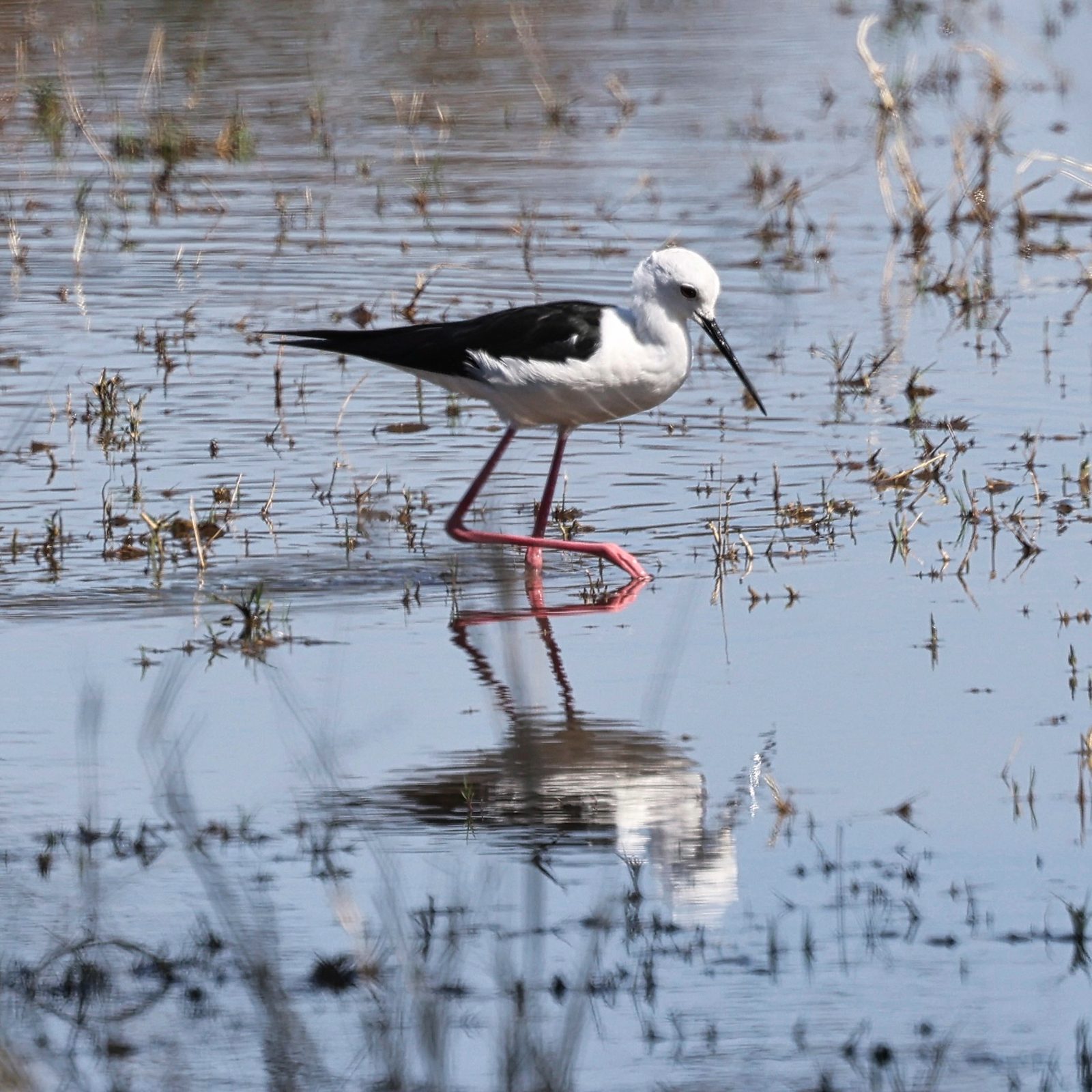 Black-winged stilt, Botswana
