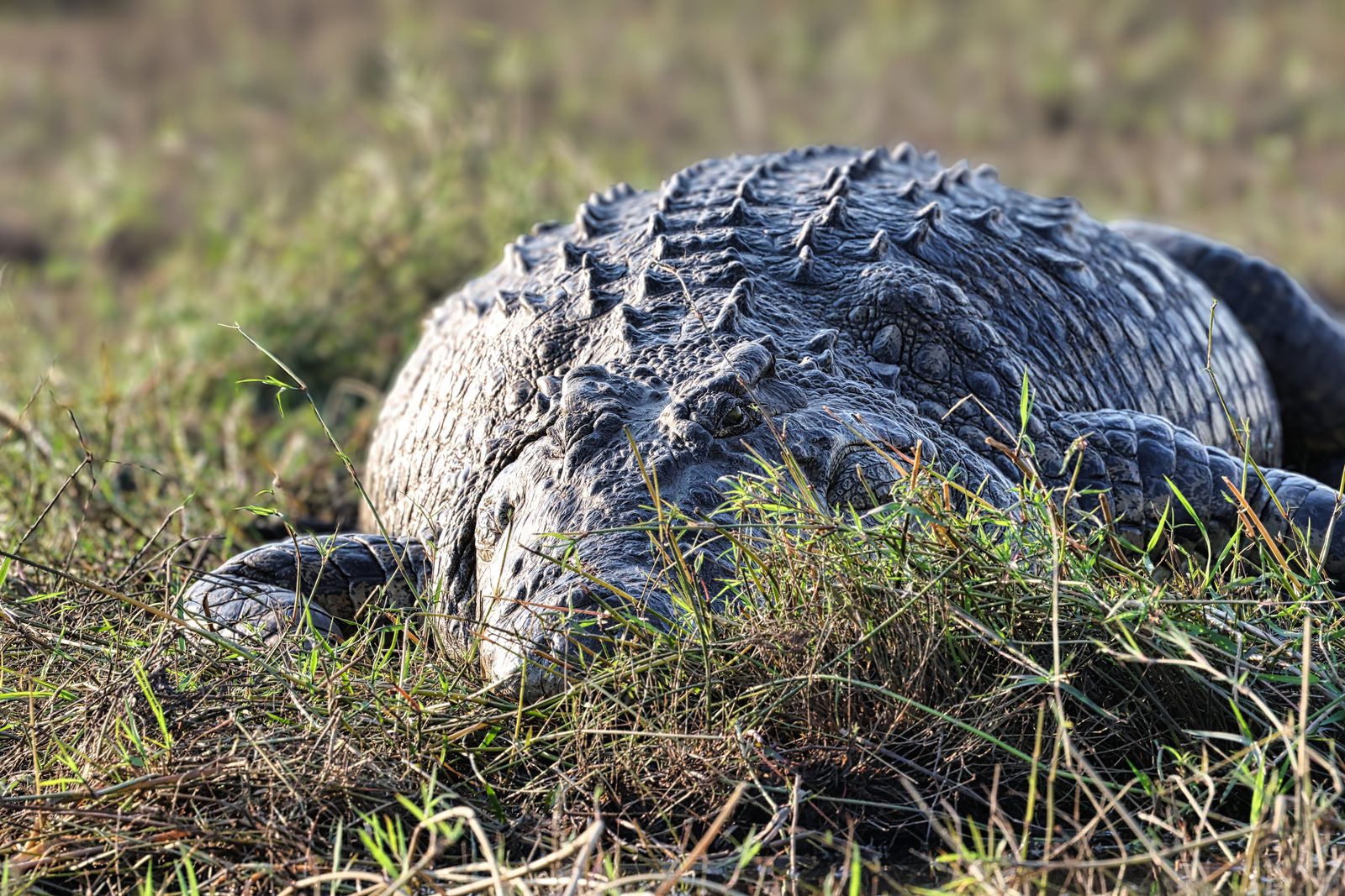 Crocodile portrait, posed in grass, Botswana