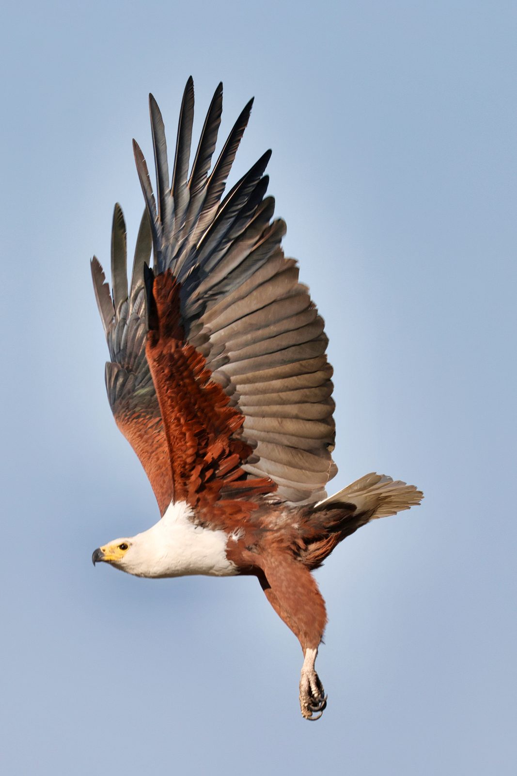 African fish eagle, in flight, Botswana