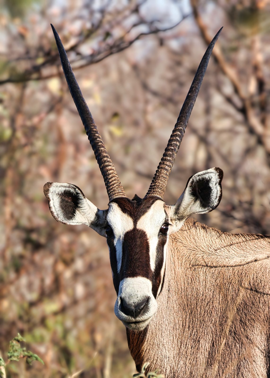 Gemsbok / oryx portrait, Botswana