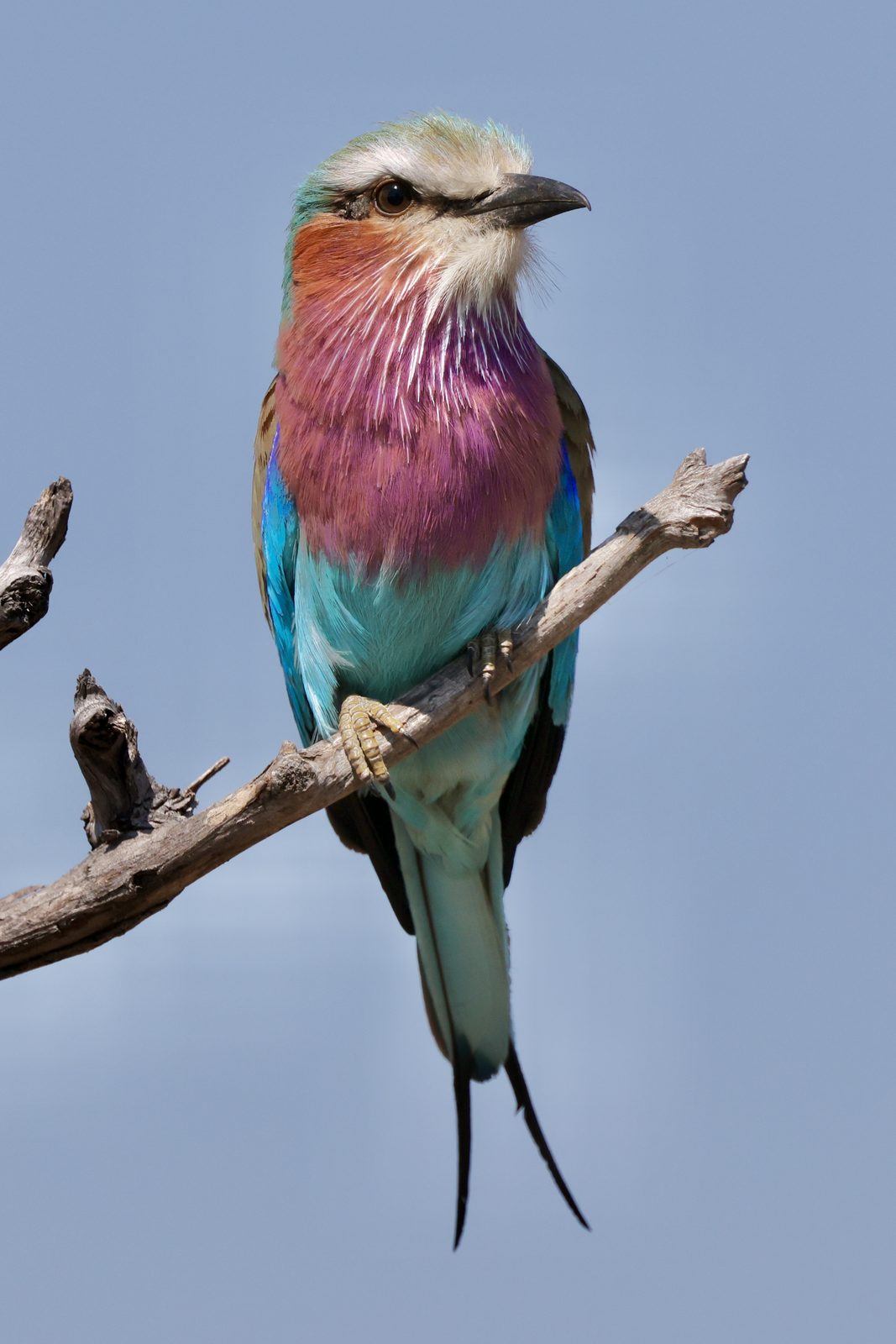 Lilac-breasted roller, perched, Botswana