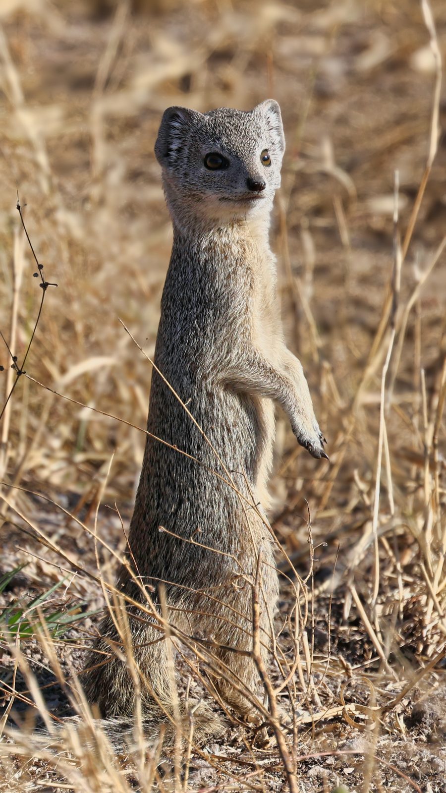 Mongoose, standing alert, Botswana