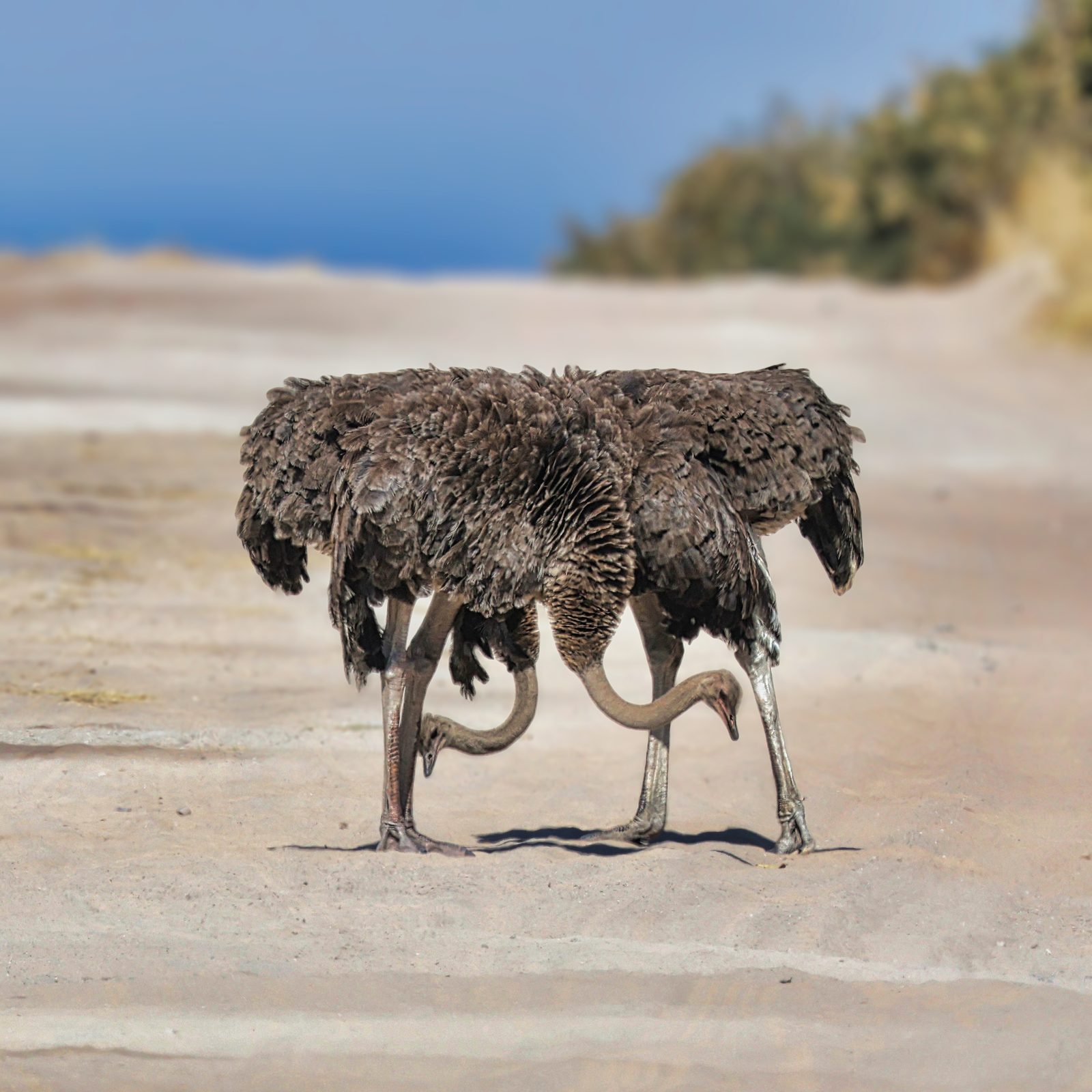 Ostriches, necks crossed while foraging, Botswana