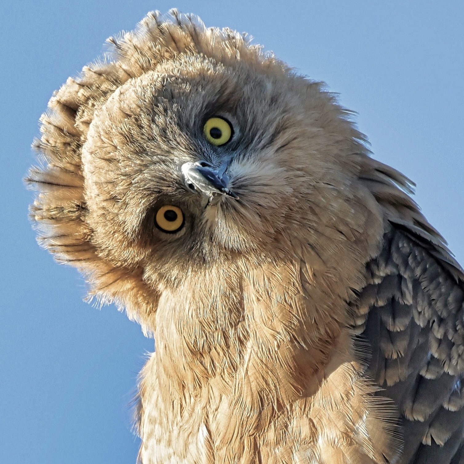 Owl, head tilted, Botswana