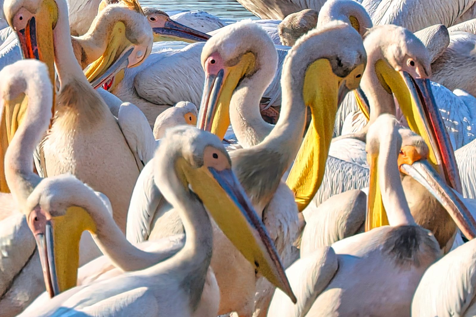 White pelicans, huddled together, Botswana
