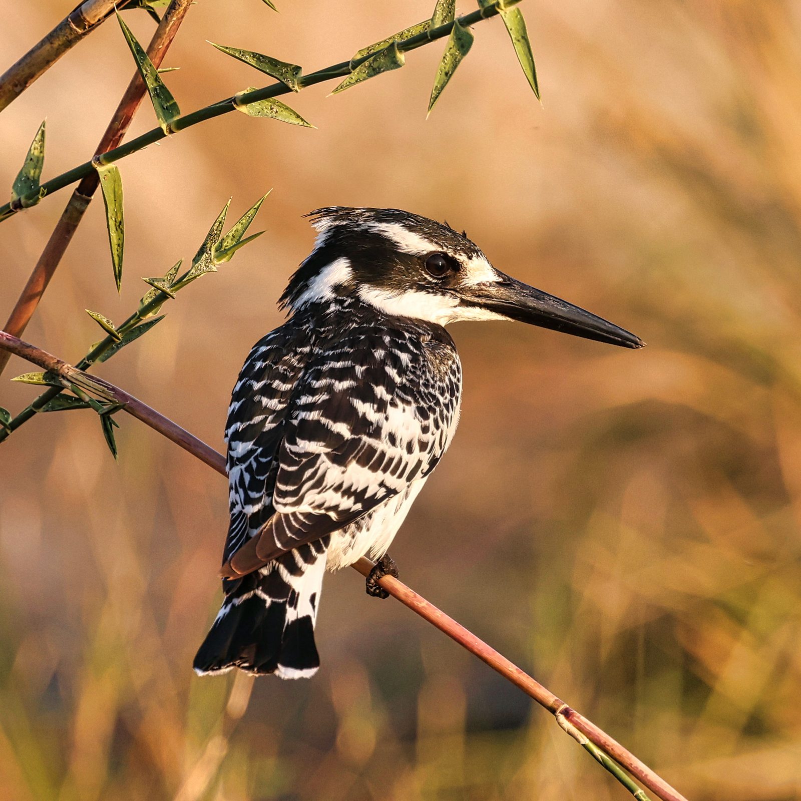 Pied kingfisher, Botswana