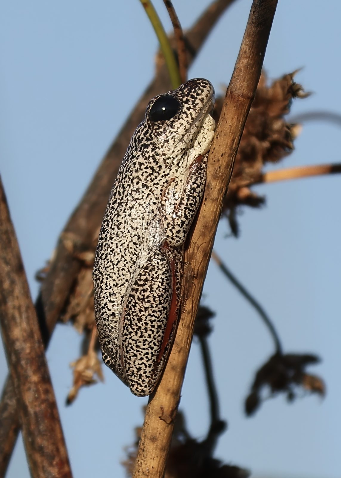 Reed frog, macro, Botswana