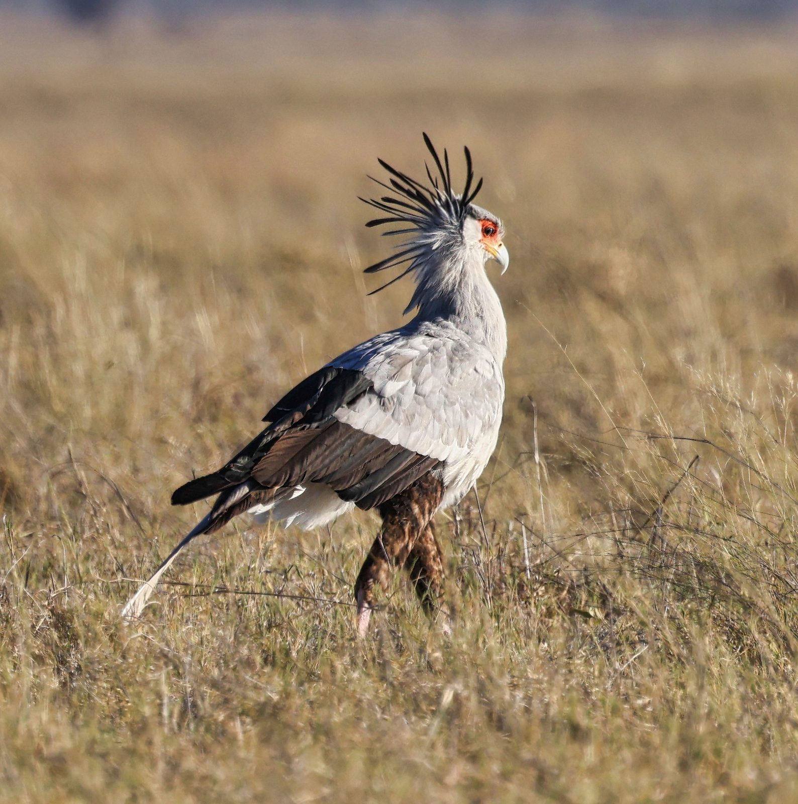 Secretary bird, crest raised, Botswana