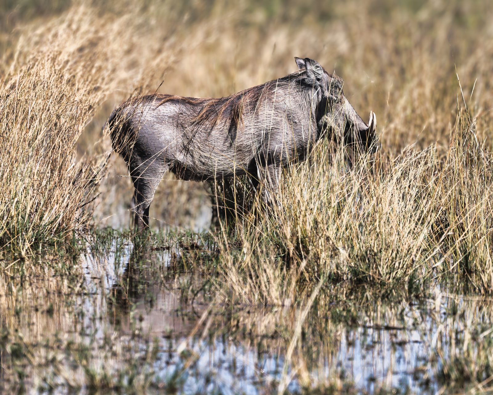 Warthog wading through marsh grass, Botswana