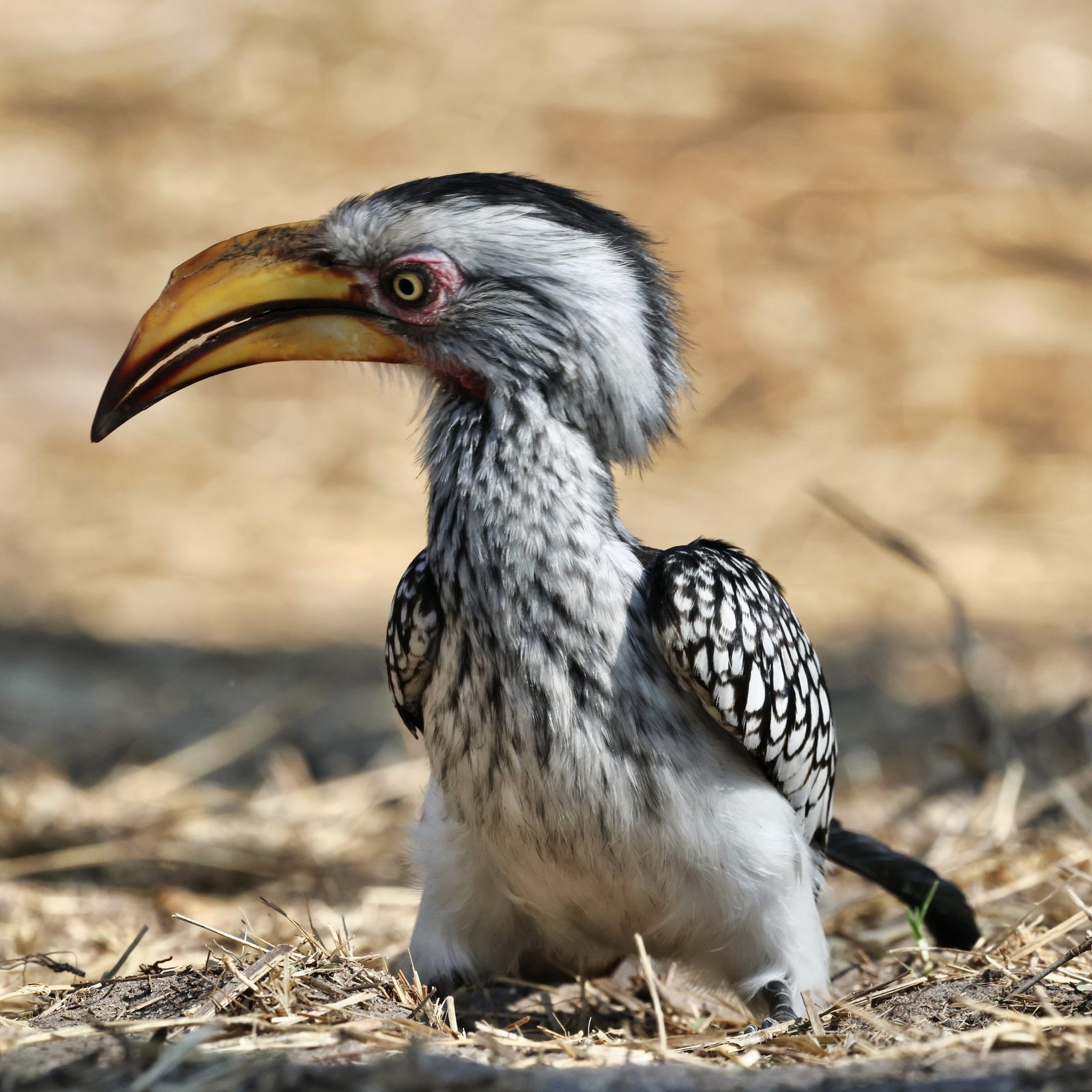 Yellow-billed hornbill, Botswana