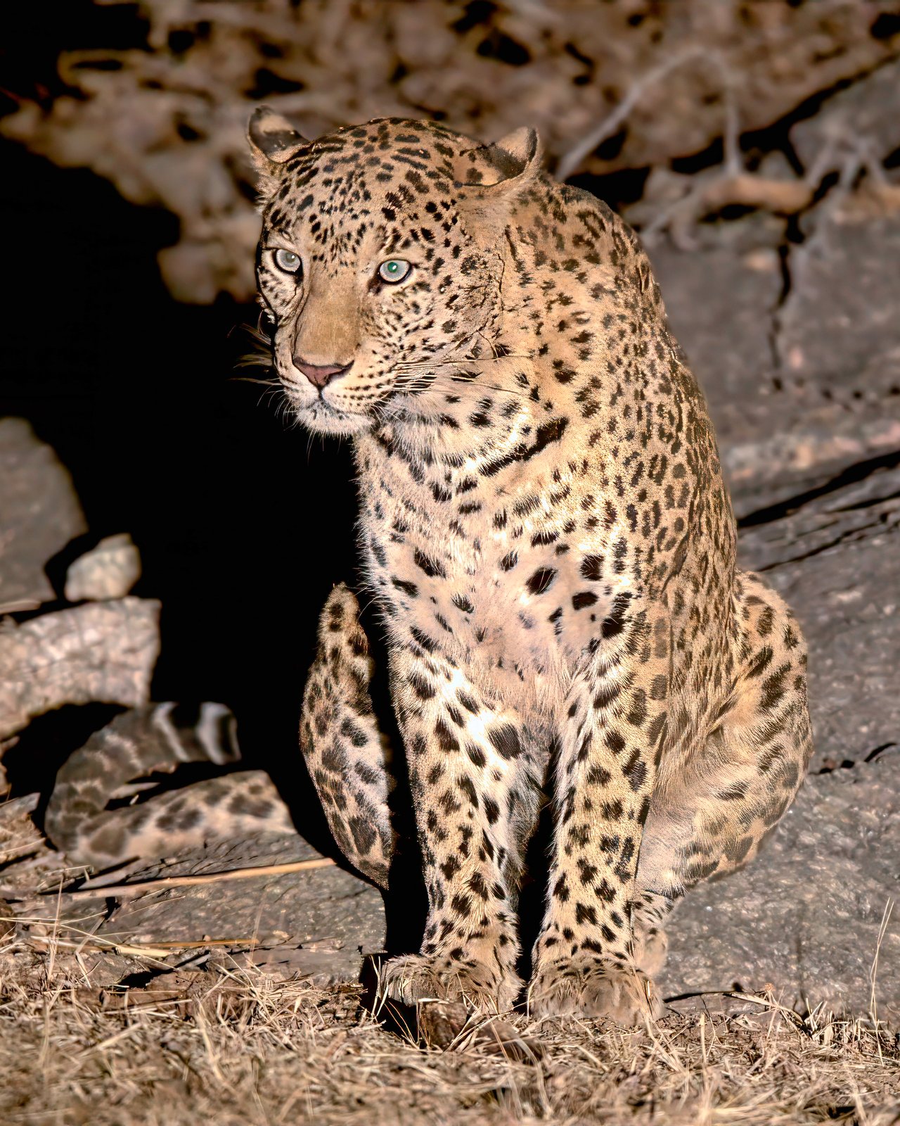 Leopard, spotlit at night, Rajasthan, India