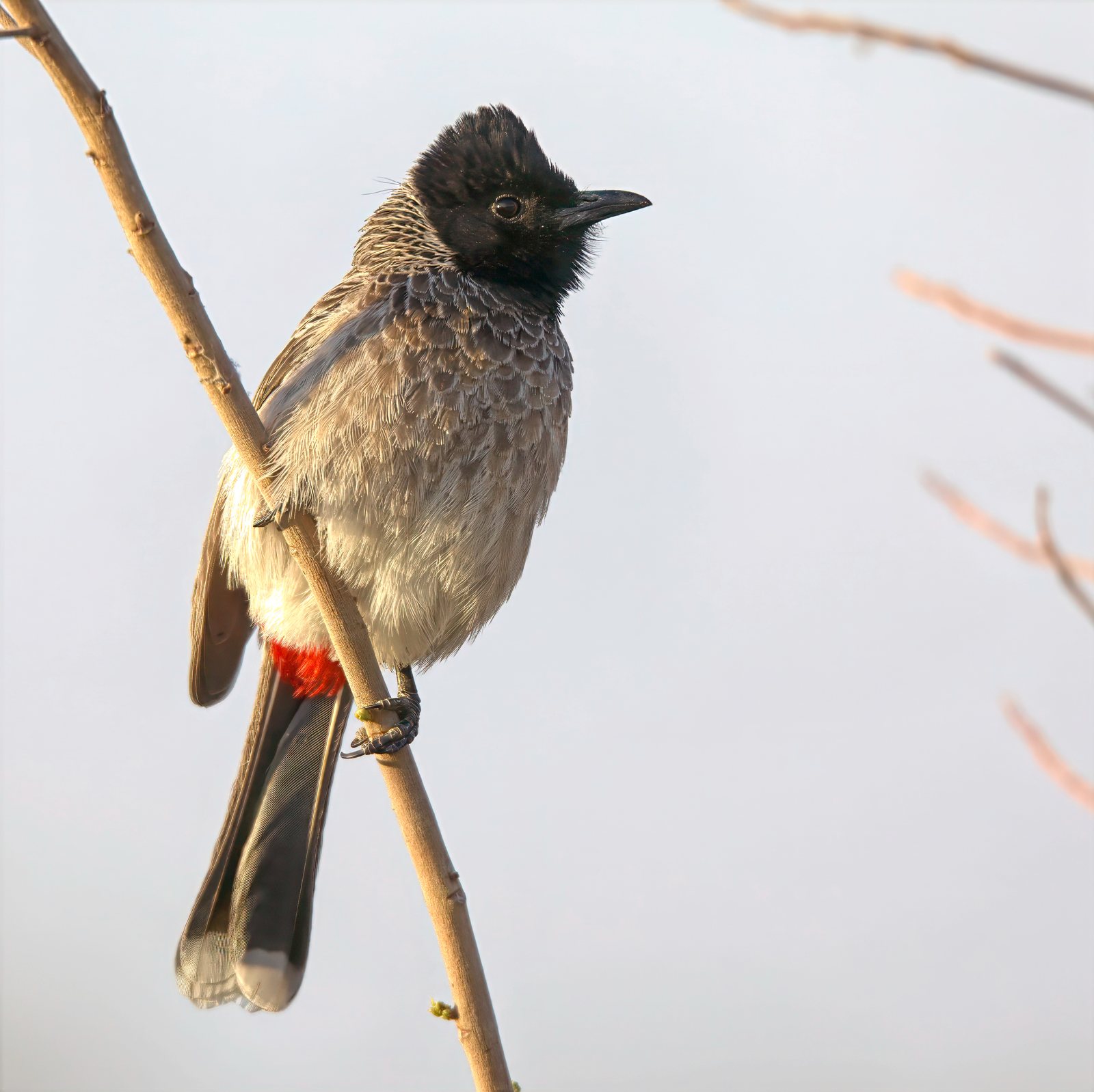 Red-vented bulbul, Rajasthan, India