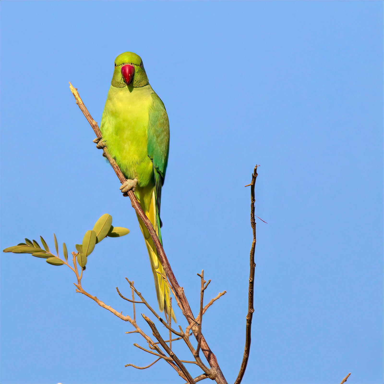 Rose-ringed parakeet, Rajasthan, India