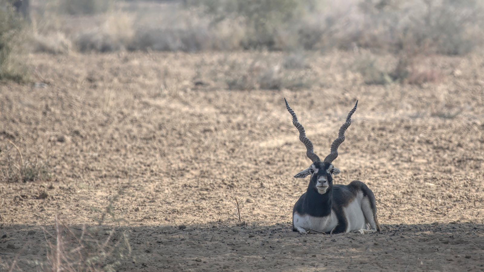 Blackbuck, portrait, Rajasthan, India