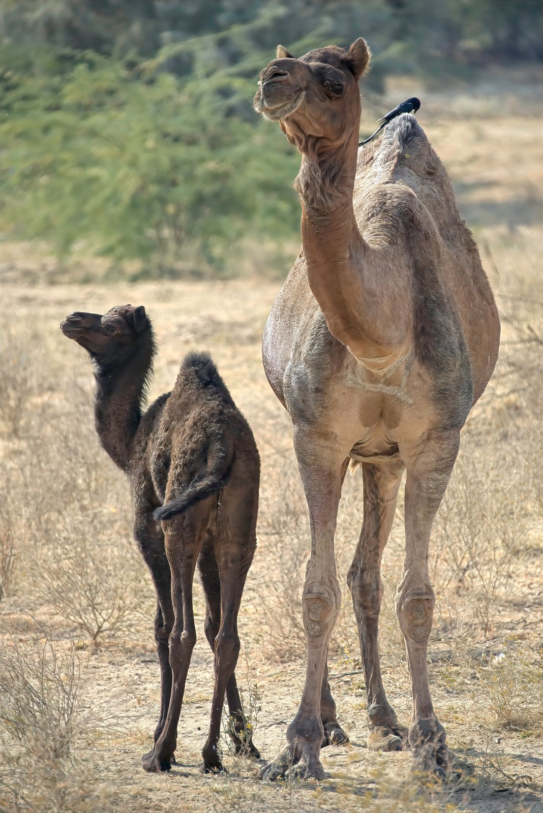 Dromedary camel with calf, Thar Desert, Rajasthan, India