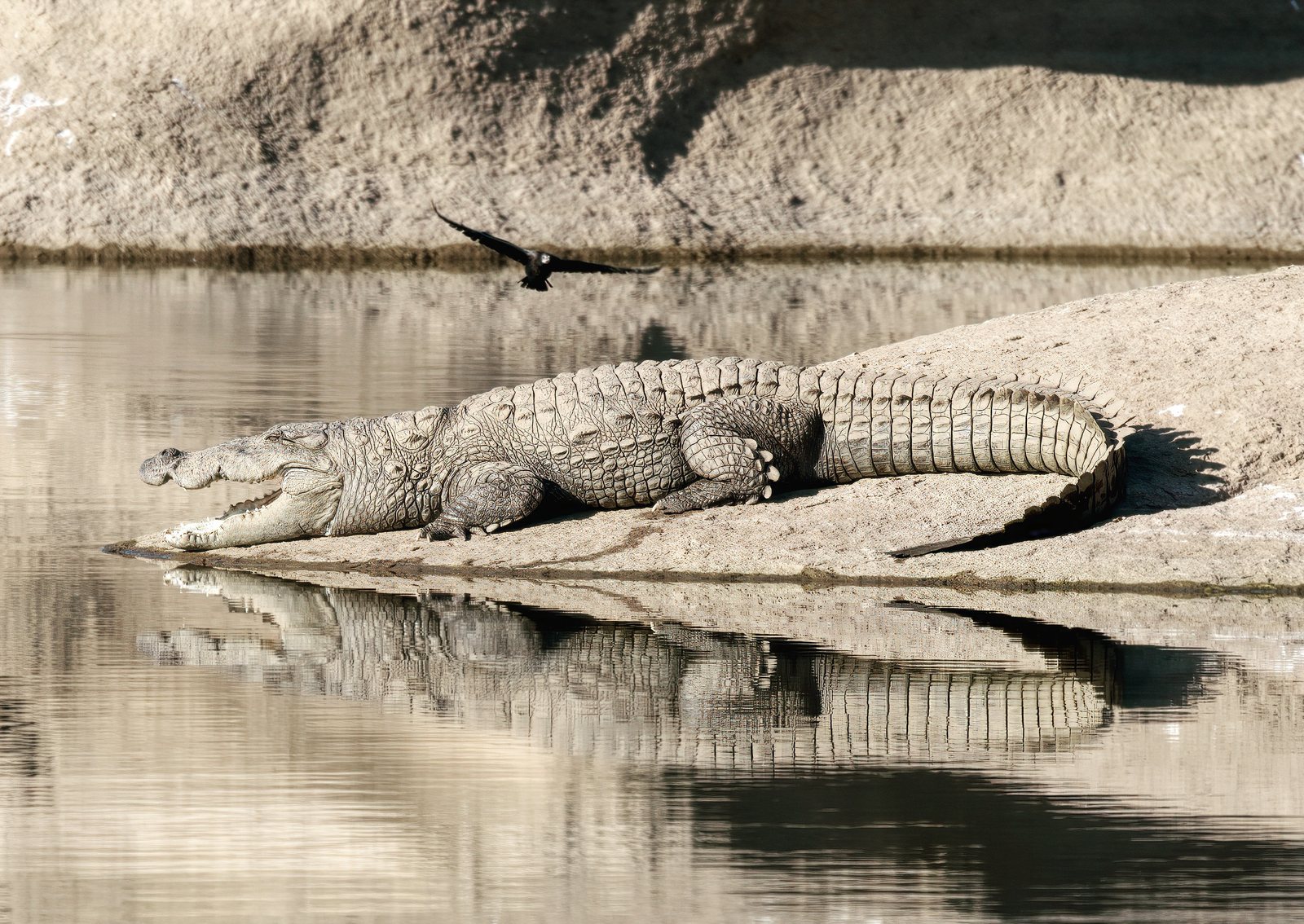 Mugger crocodile, bird passing overhead, Rajasthan, India