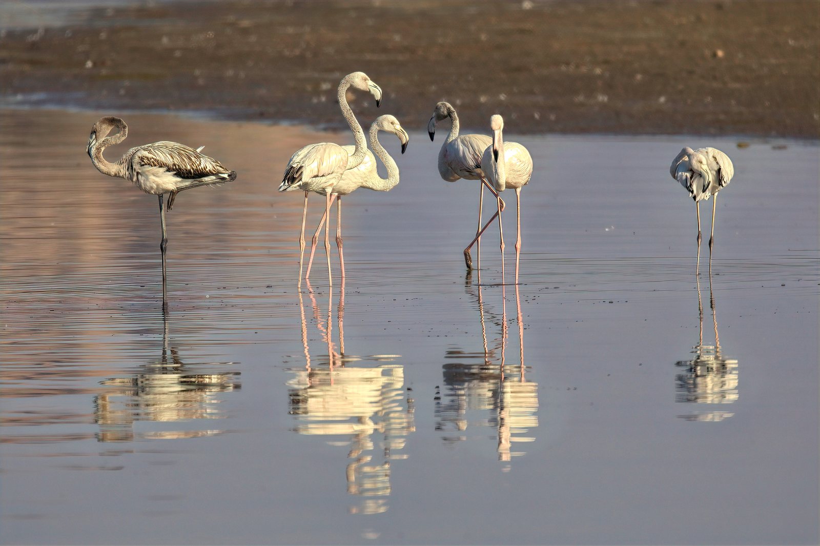 Flamingos, wading, Rajasthan, India