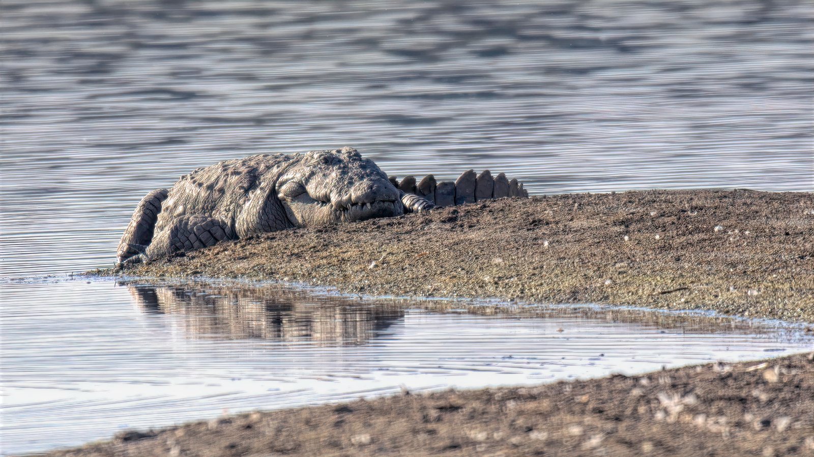 Mugger crocodile, basking, Rajasthan, India