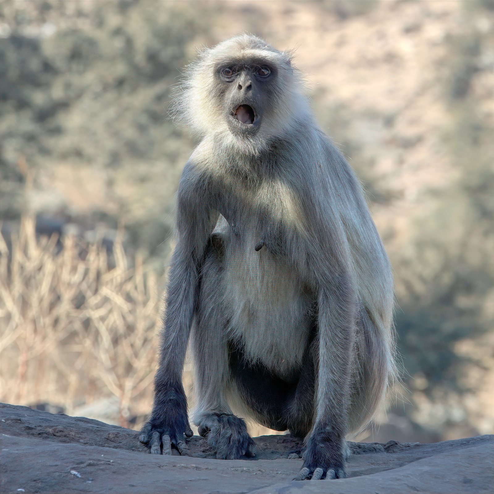 Gray langur, calling, Rajasthan, India