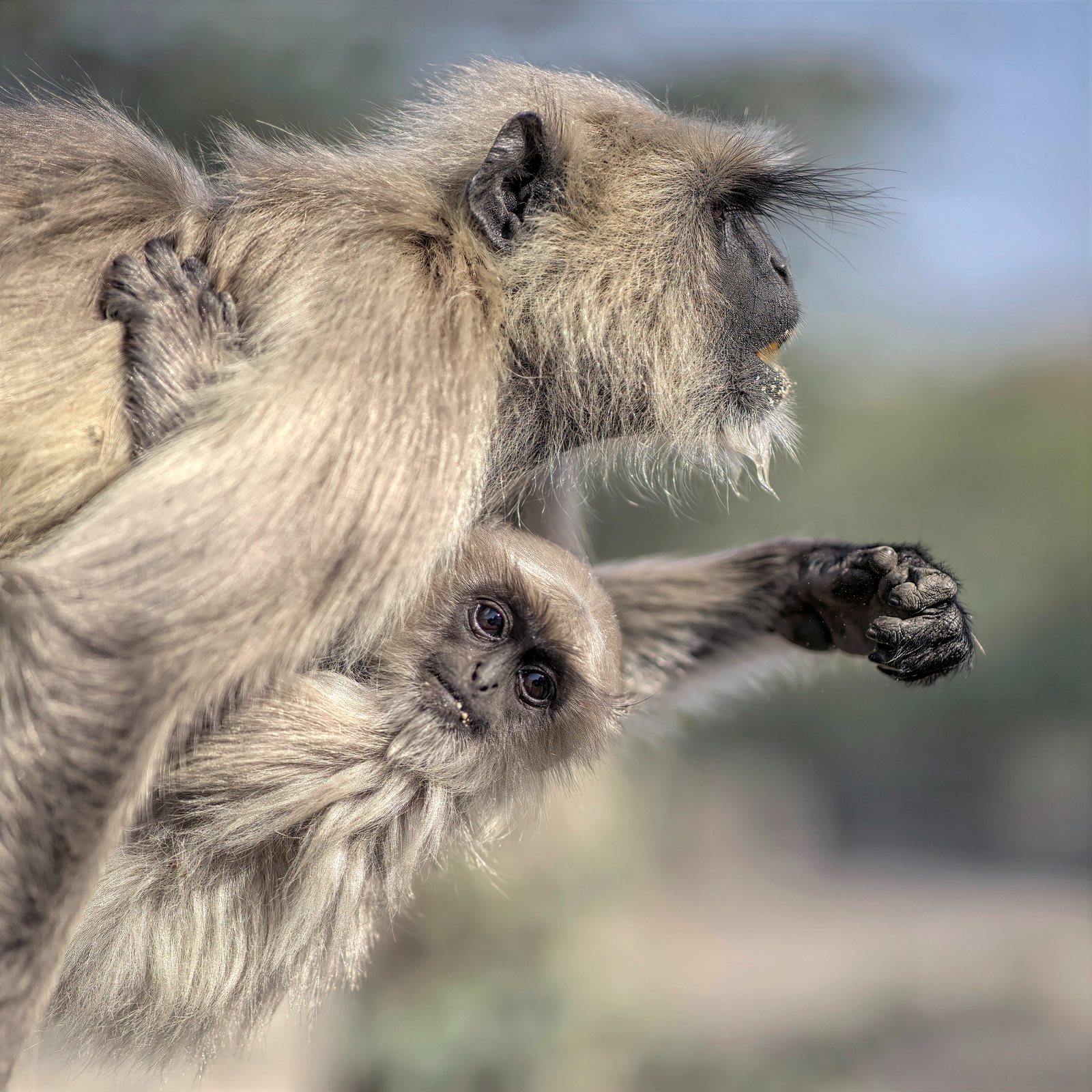 Gray langur, mother and infant, Rajasthan, India