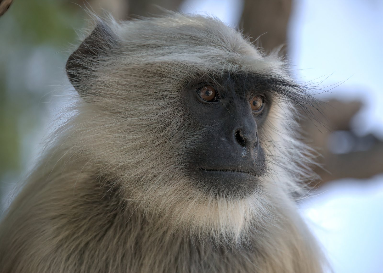 Gray langur, portrait, Rajasthan, India